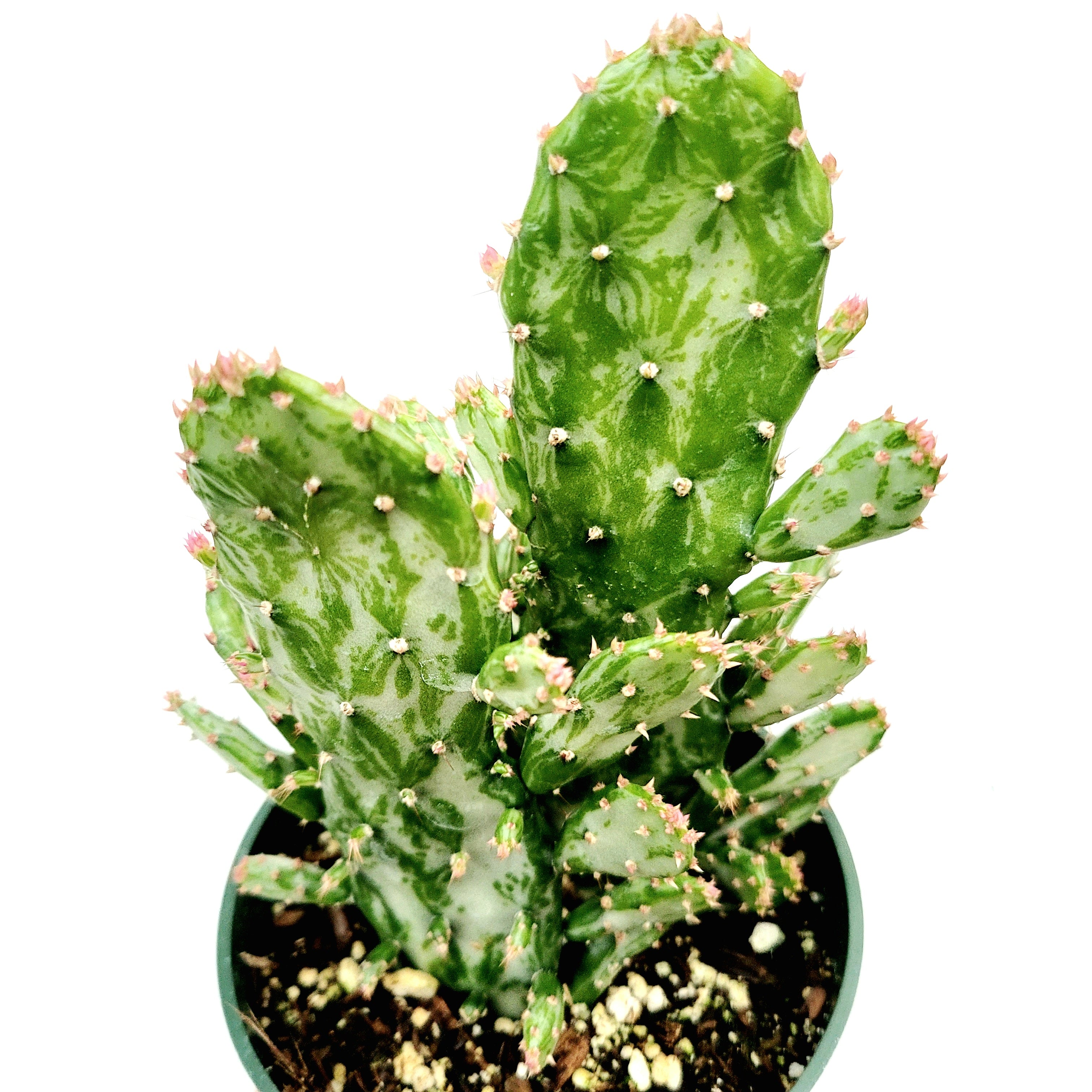 サボテン Opuntiarhodantha v. nigra Opuntia monacantha variegata - Variegated Joseph's Coat