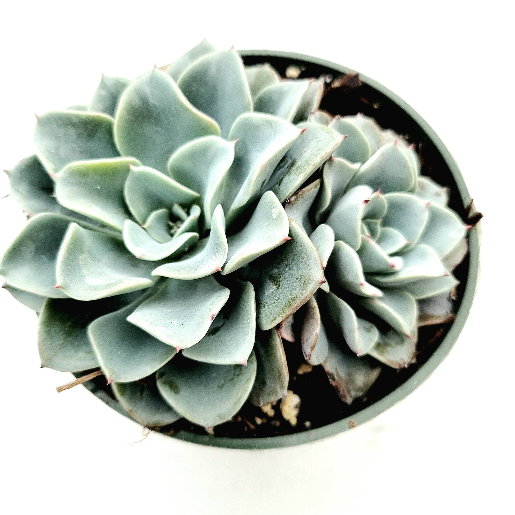 Echeveria 'Galaxy Blue' - Succulents Depot