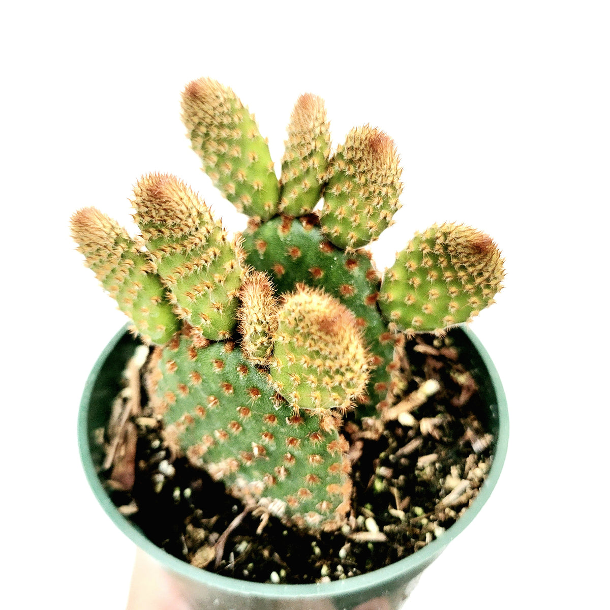 Opuntia microdasys subsp. rufida Cinnamon Bunny Ears in pot.