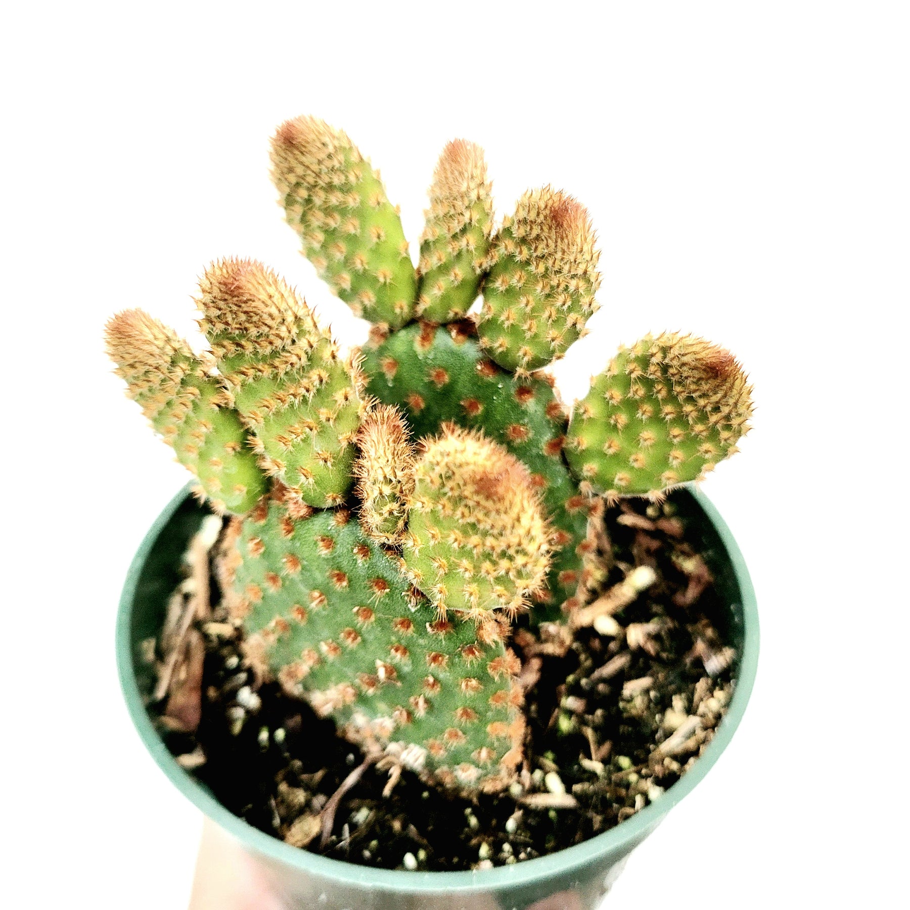 Opuntia microdasys subsp. rufida "Cinnamon Bunny Ears"