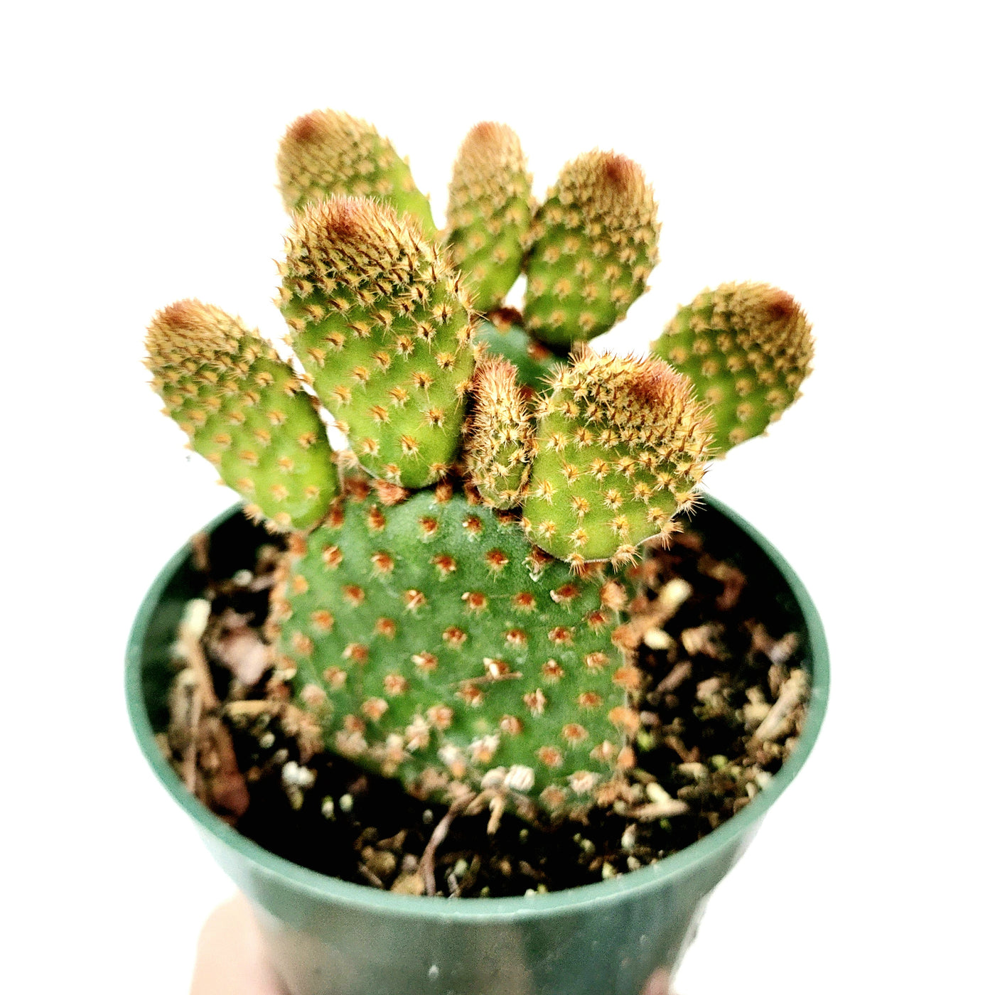 Opuntia microdasys Cinnamon Bunny Ears in green pot.