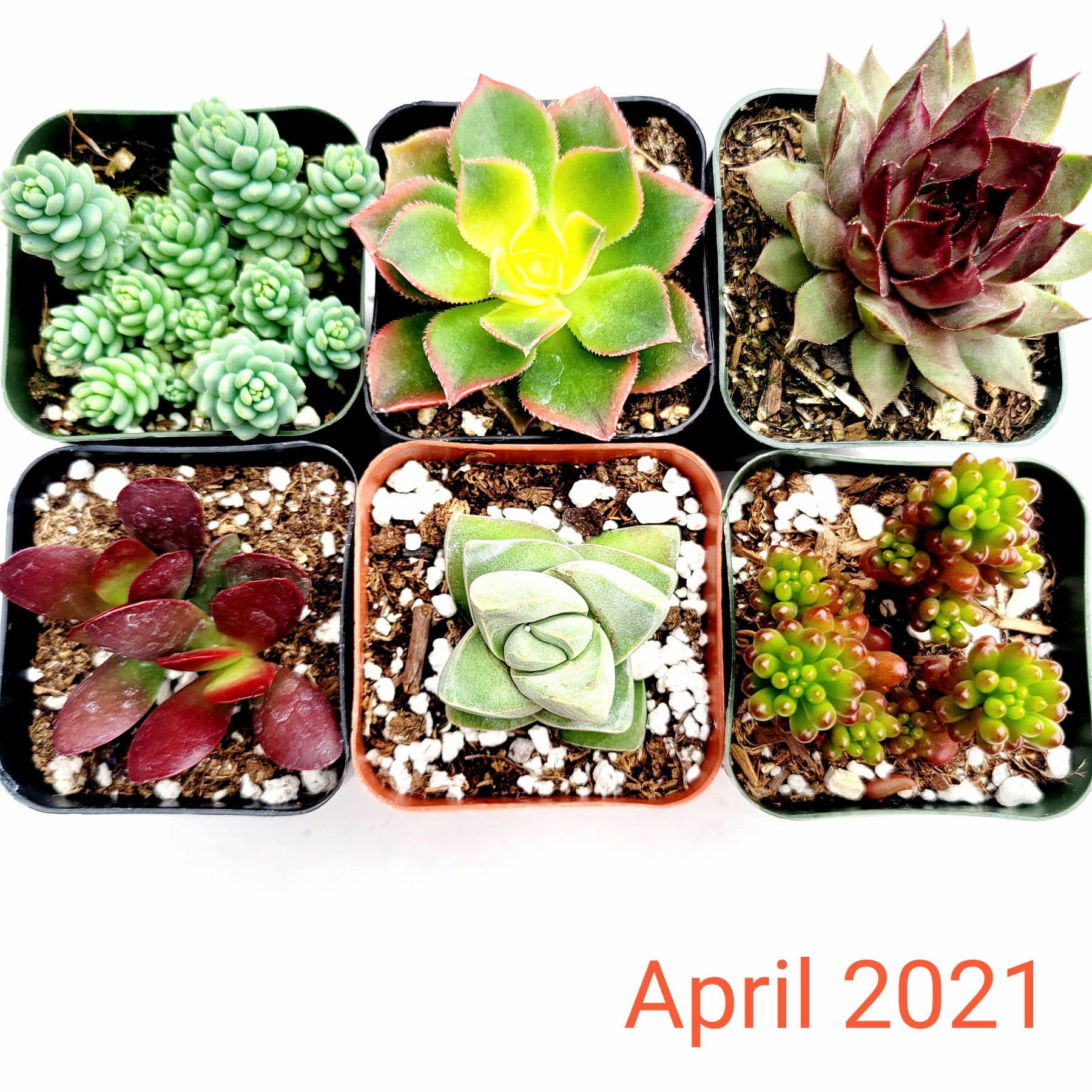 Monthly Subscription Box
