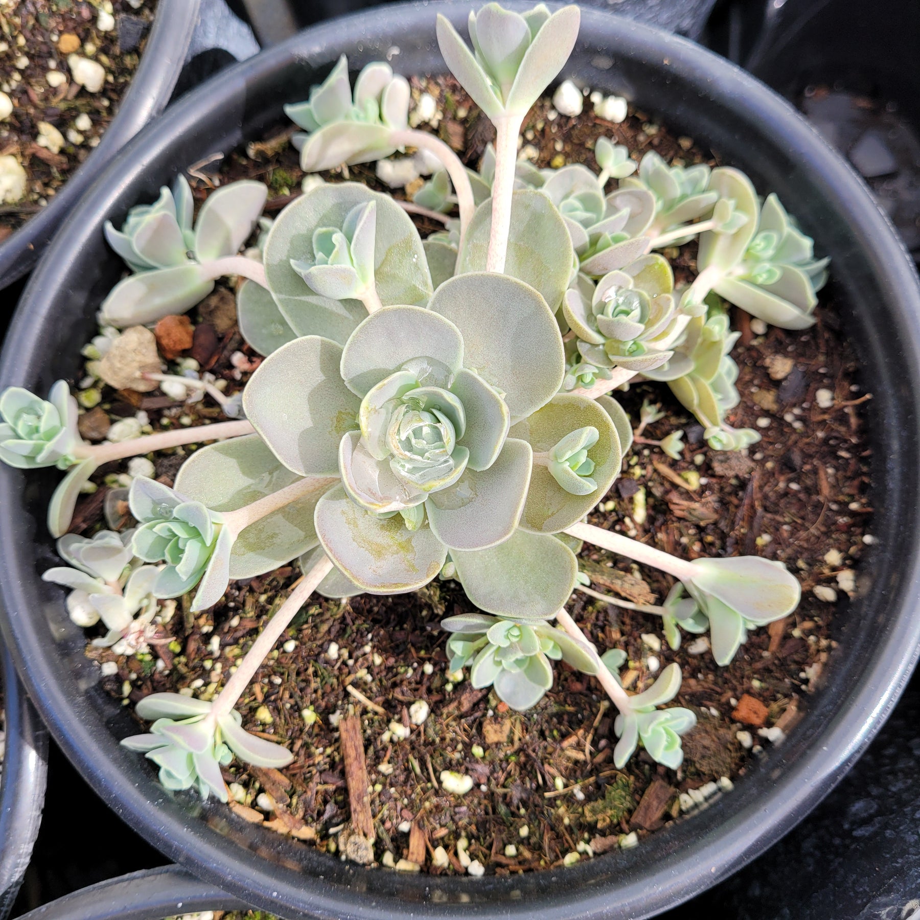 Orostachys Malacophylla var. iwarenge - Chinese Dunce Cap