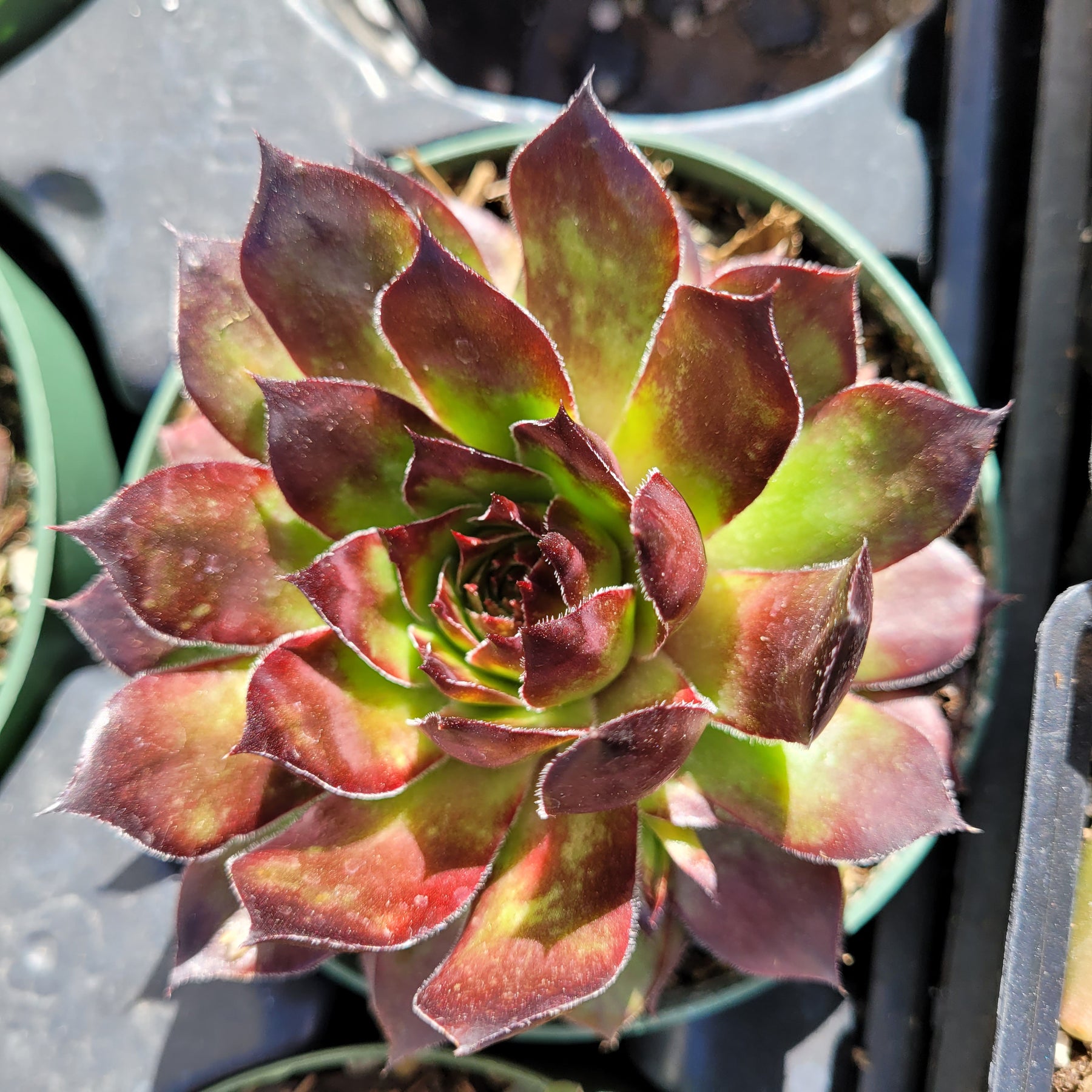 Sempervivum 'Black Rose' - Succulents Depot