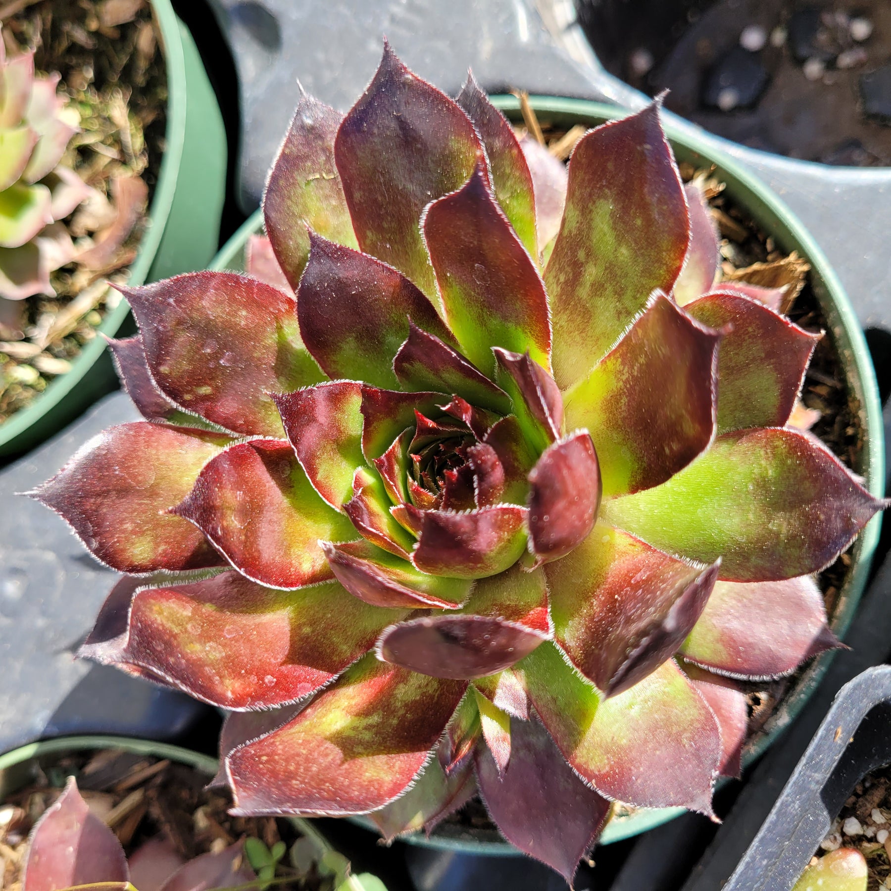 Sempervivum 'Black Rose' - Succulents Depot