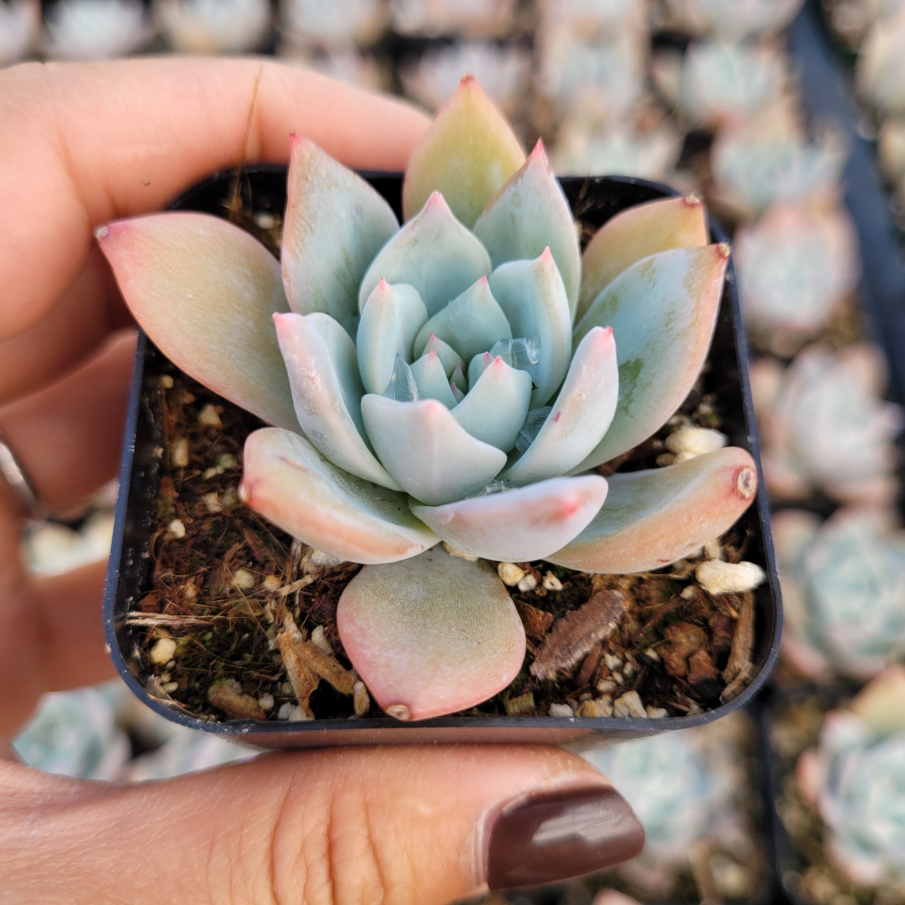 Echeveria 'Blue Bird'