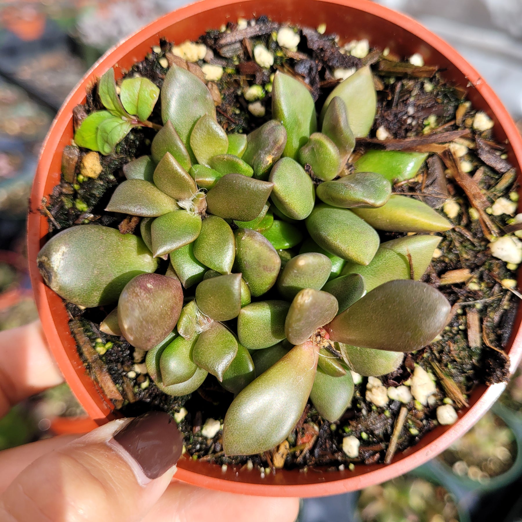 Anacampseros telephiastrum Burgundy - Succulents Depot