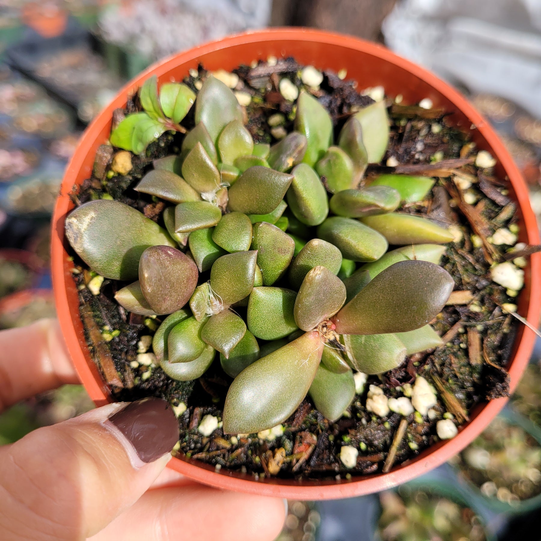 Anacampseros telephiastrum Burgundy - Succulents Depot