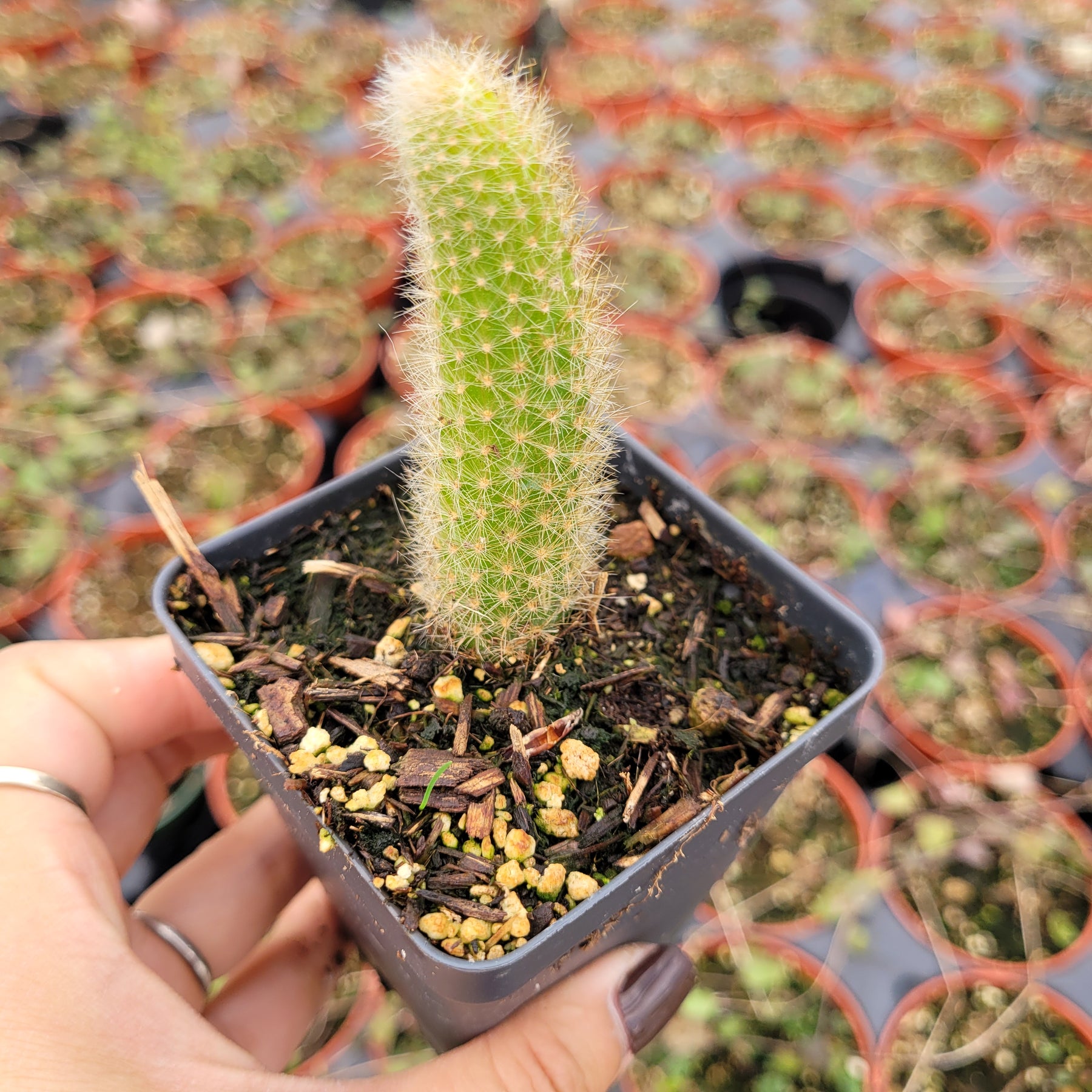 Monkey Tail Cactus Hildewintera colademononis - Succulents Depot