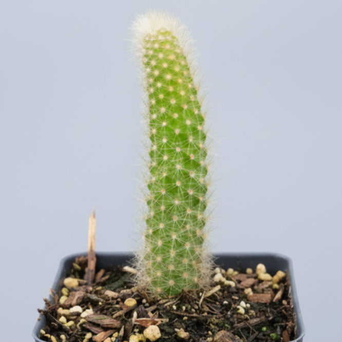 Monkey Tail Cactus in black nursery pot with spines.