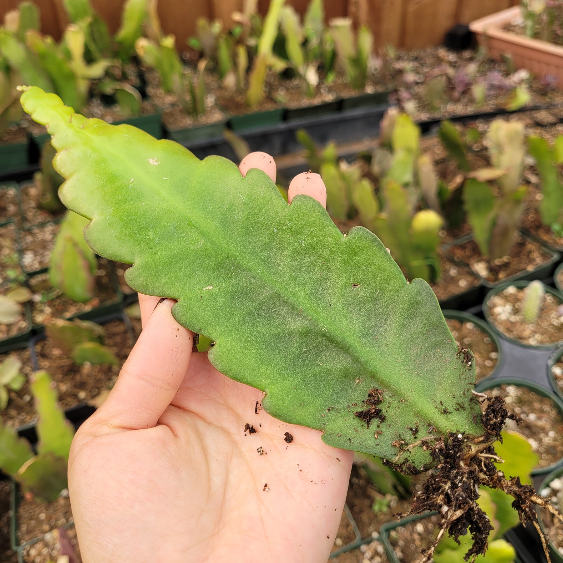 Epiphyllum Sp - Succulents Depot