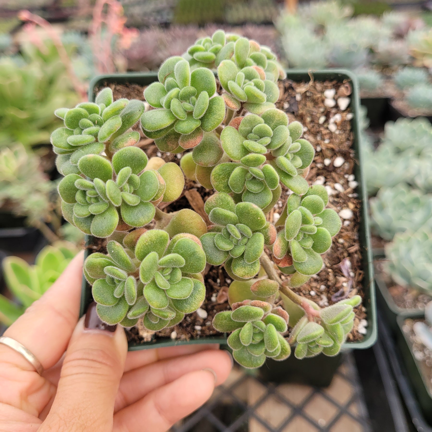 Aeonium lindleyi var. viscatum 'Irish Bouquet' - Succulents Depot