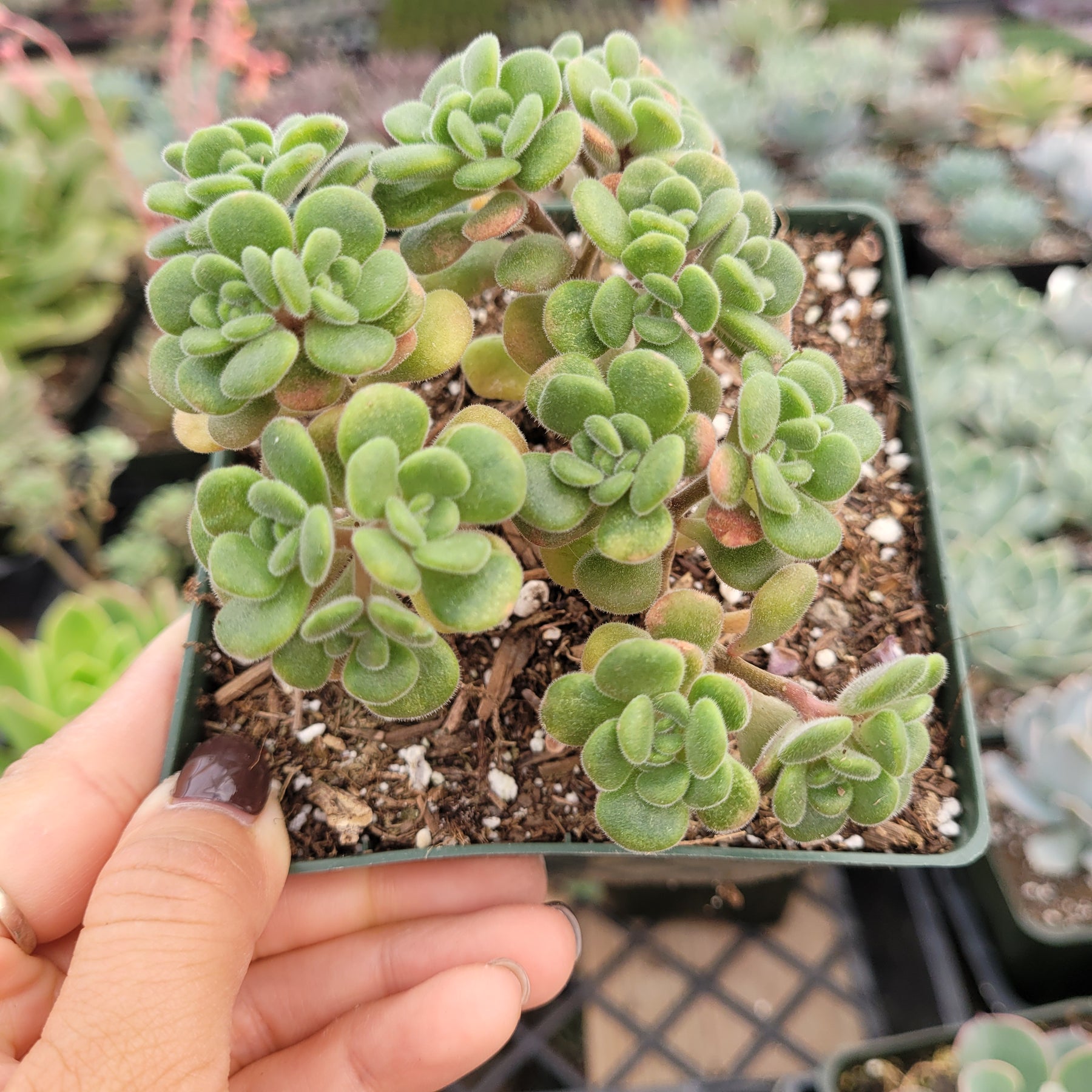 Aeonium lindleyi var. viscatum 'Irish Bouquet' - Succulents Depot