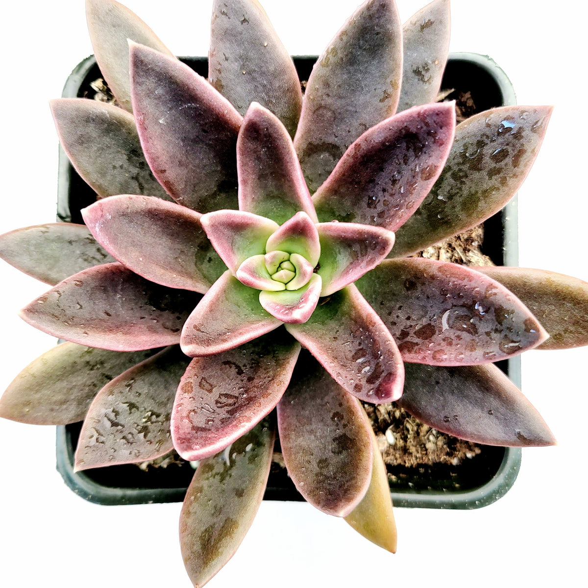 Echeveria 'Serrana' succulent in square pot with water droplets.