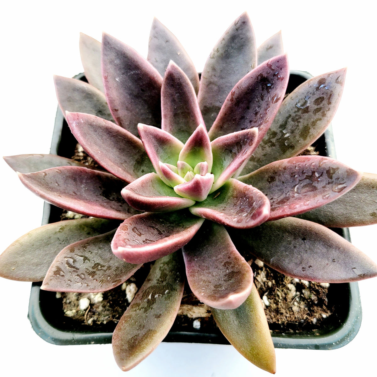 Echeveria 'Serrana' succulent with water-dappled rosette leaves.