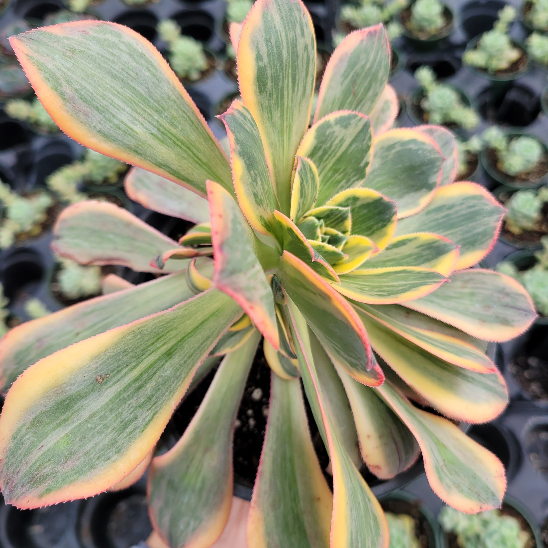 Aeonium 'Sunburst' - Succulents Depot