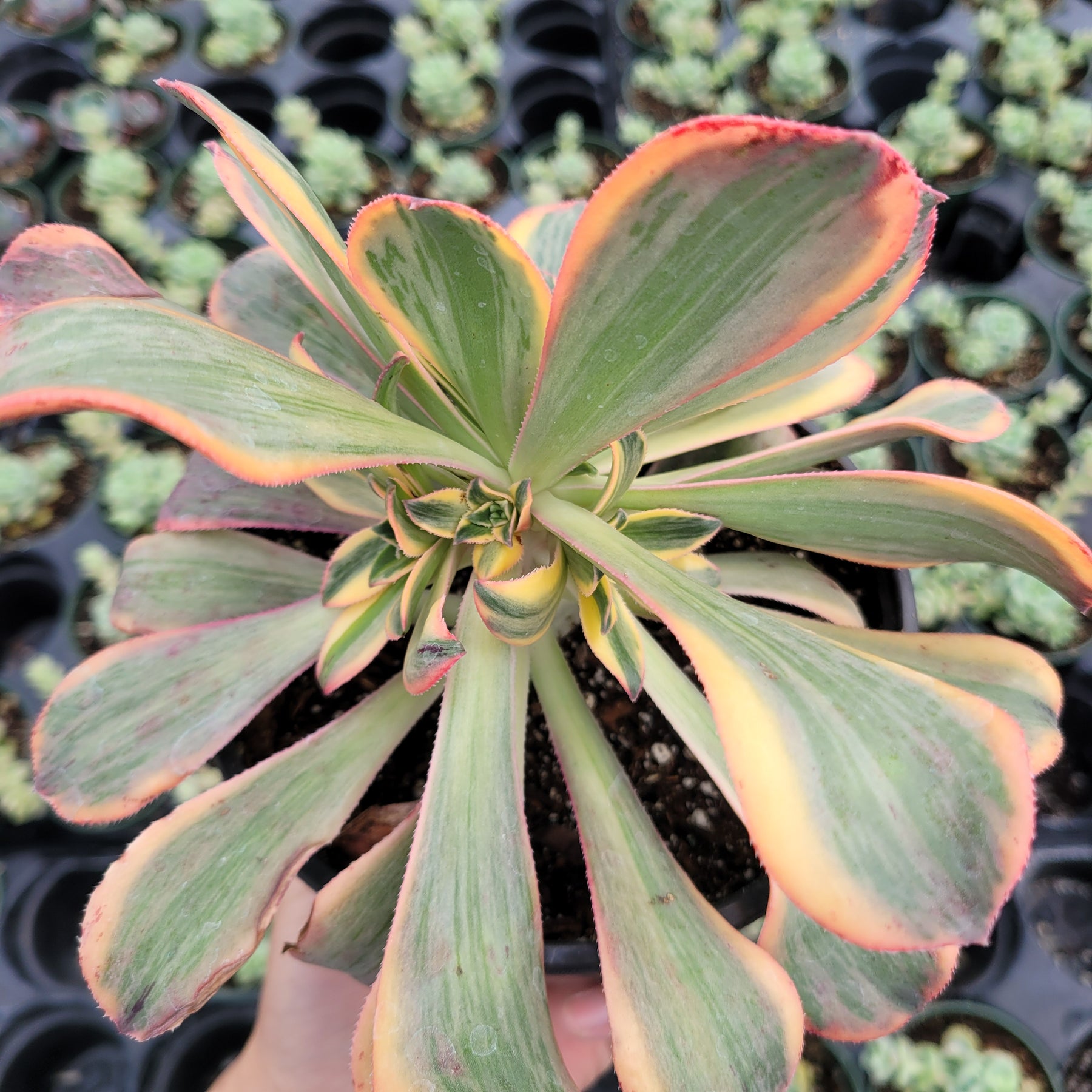 Aeonium 'Sunburst' - Succulents Depot