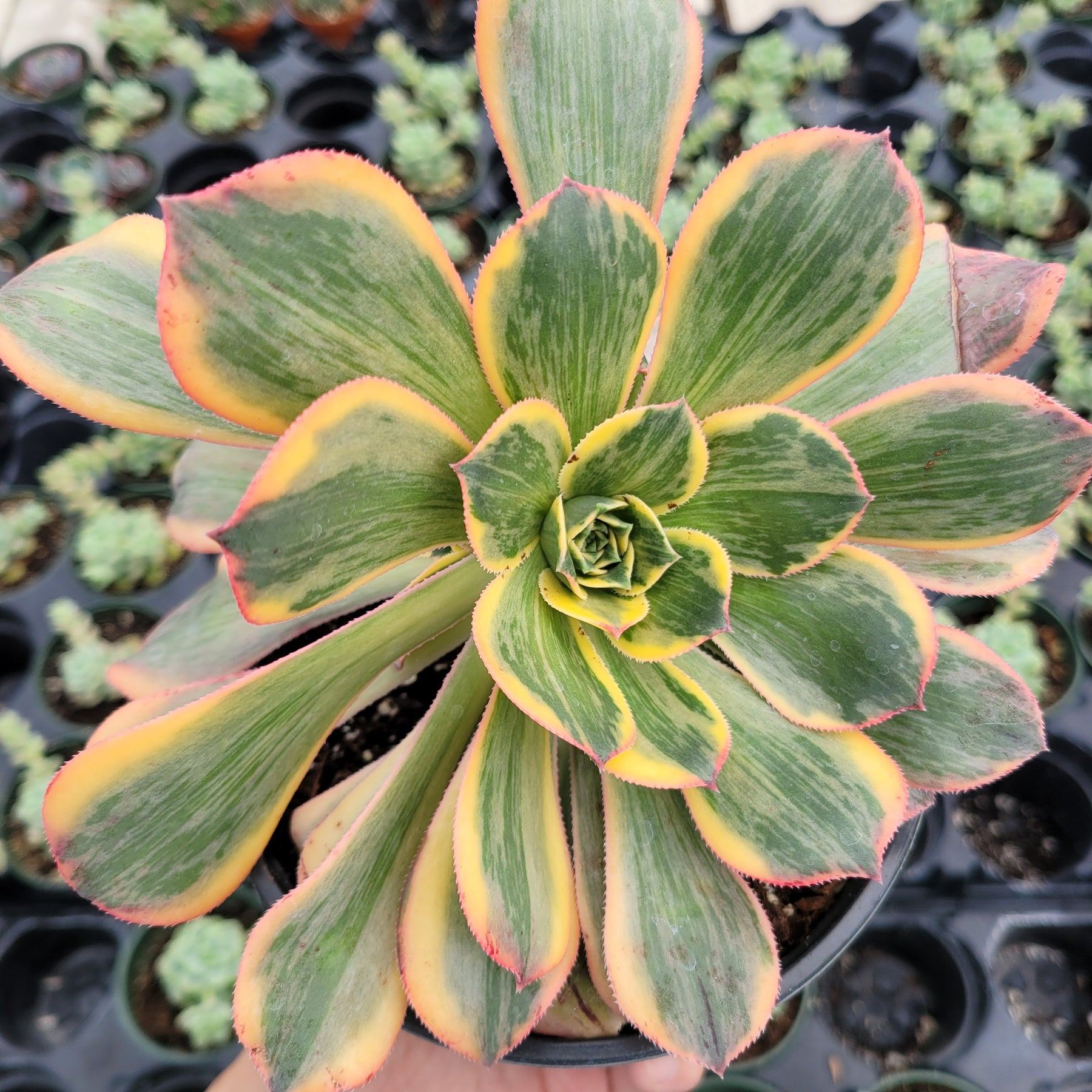Aeonium 'Sunburst' - Succulents Depot