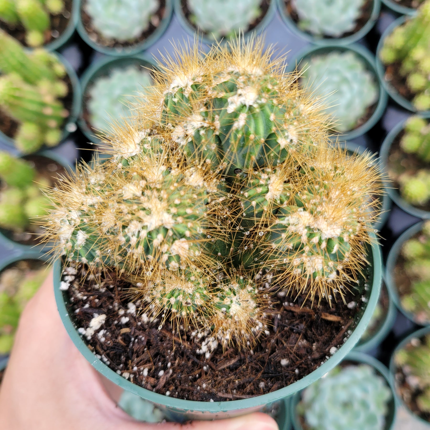 Cereus repandus f. monstrosus Peruvian Apple Cactus