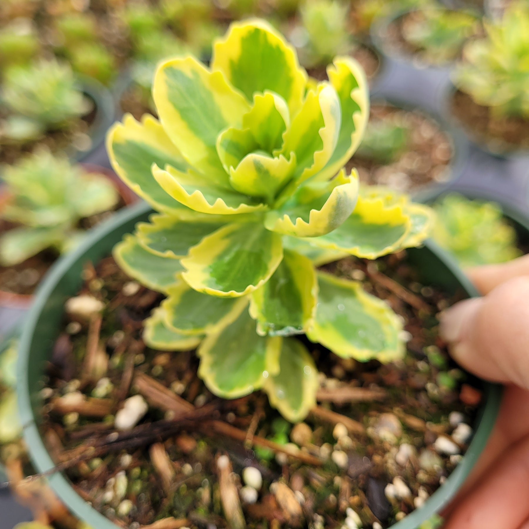 Sedum alboroseum 'Mediovariegatum' Variegated - Succulents Depot