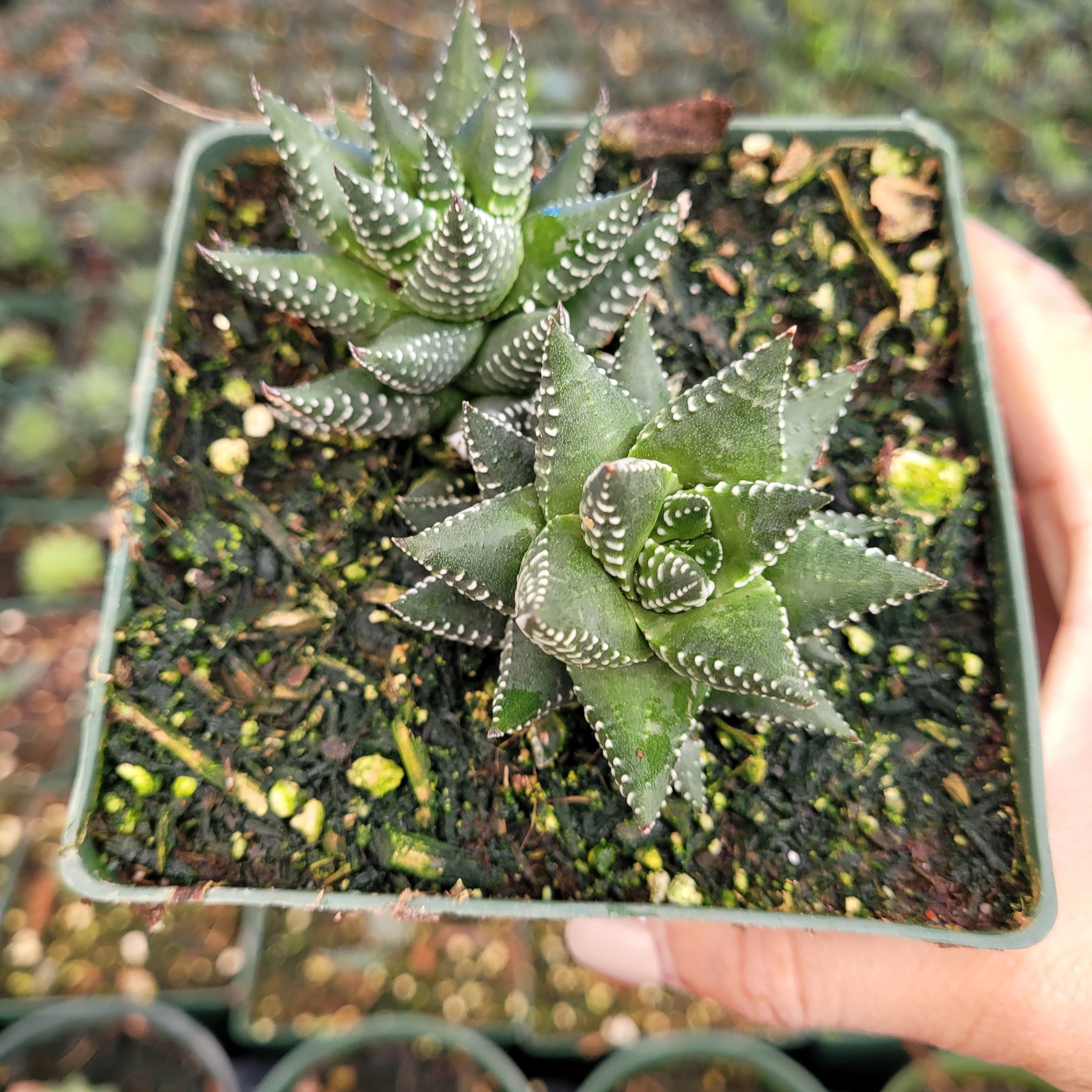 Haworthia reinwardtii 'African Pearls' - Succulents Depot