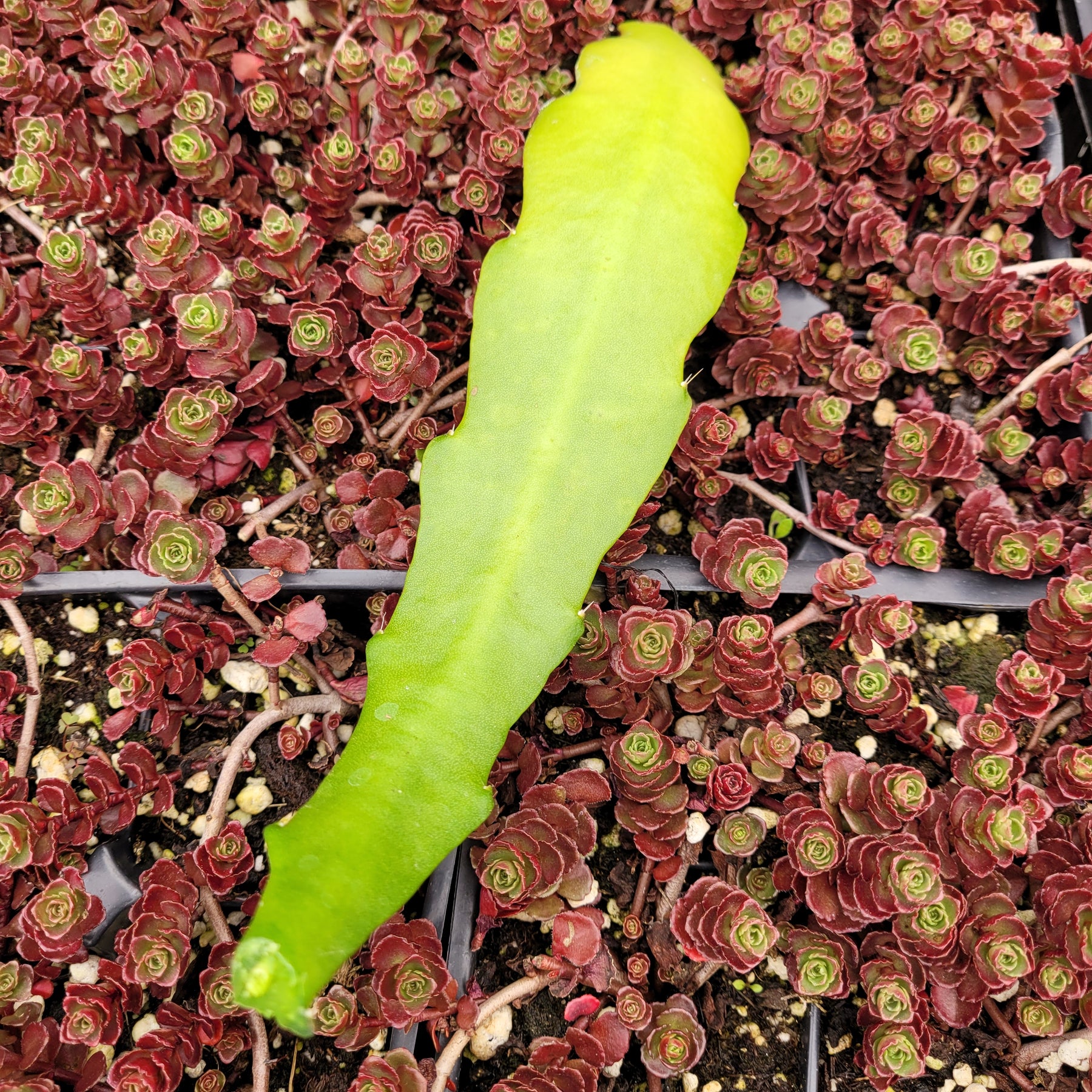 Epiphyllum Sp - Succulents Depot