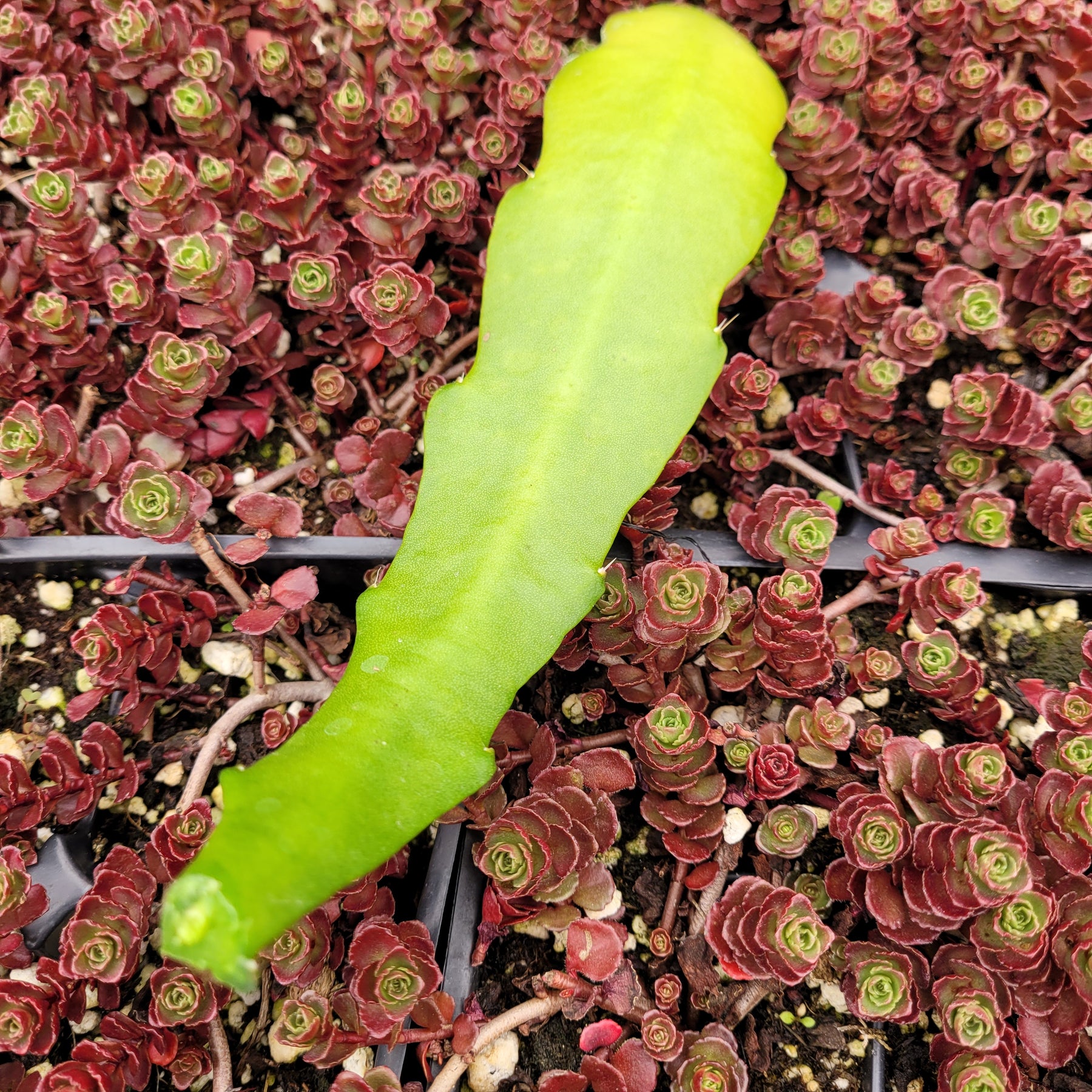 Epiphyllum Sp - Succulents Depot