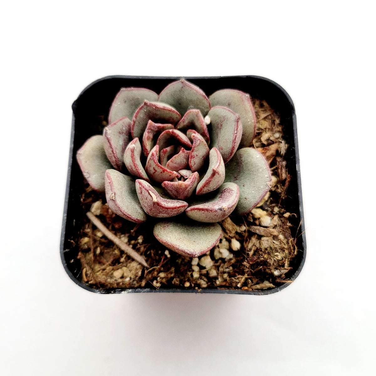 Echeveria moranii succulent in black nursery pot.