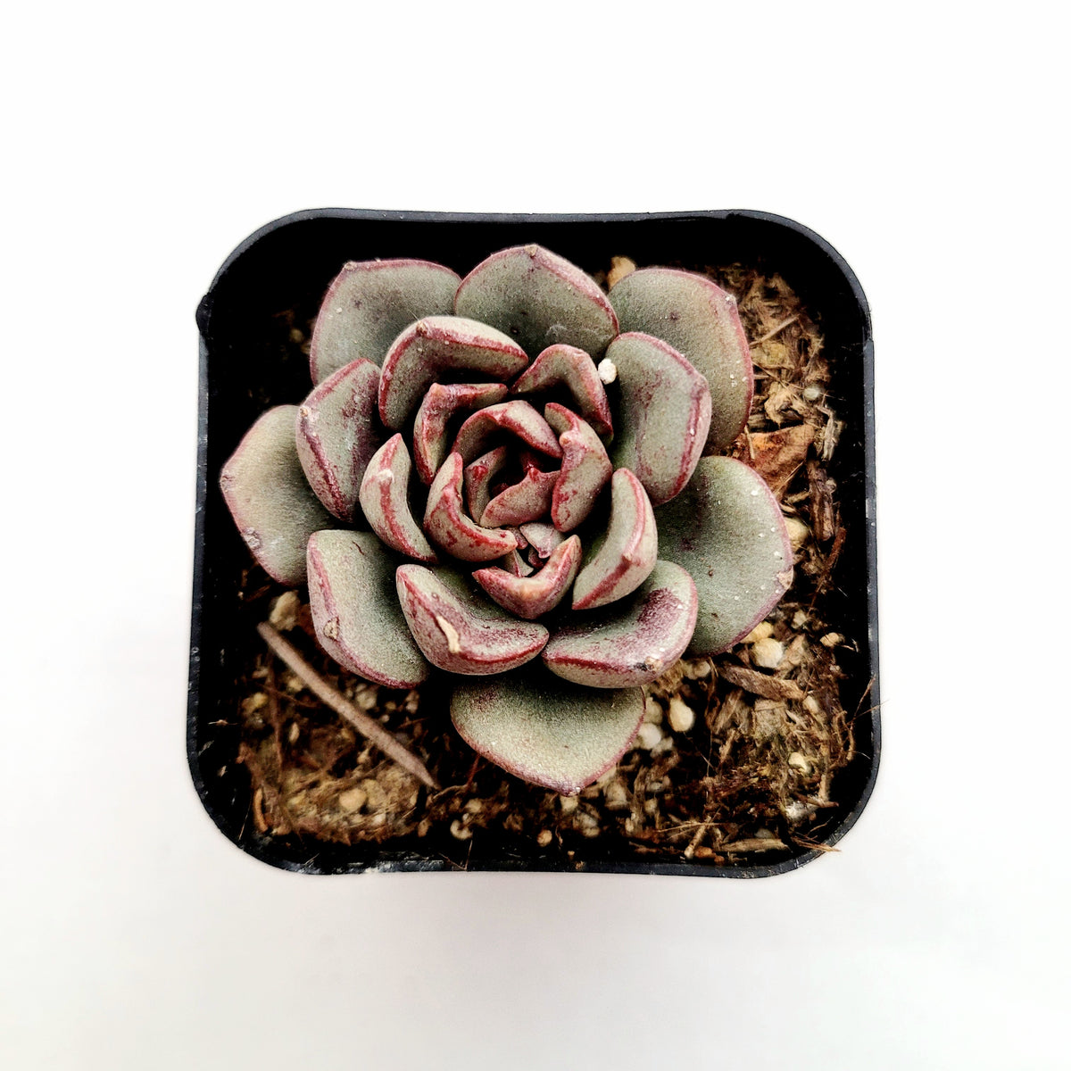 Echeveria moranii succulent in a black plastic pot.