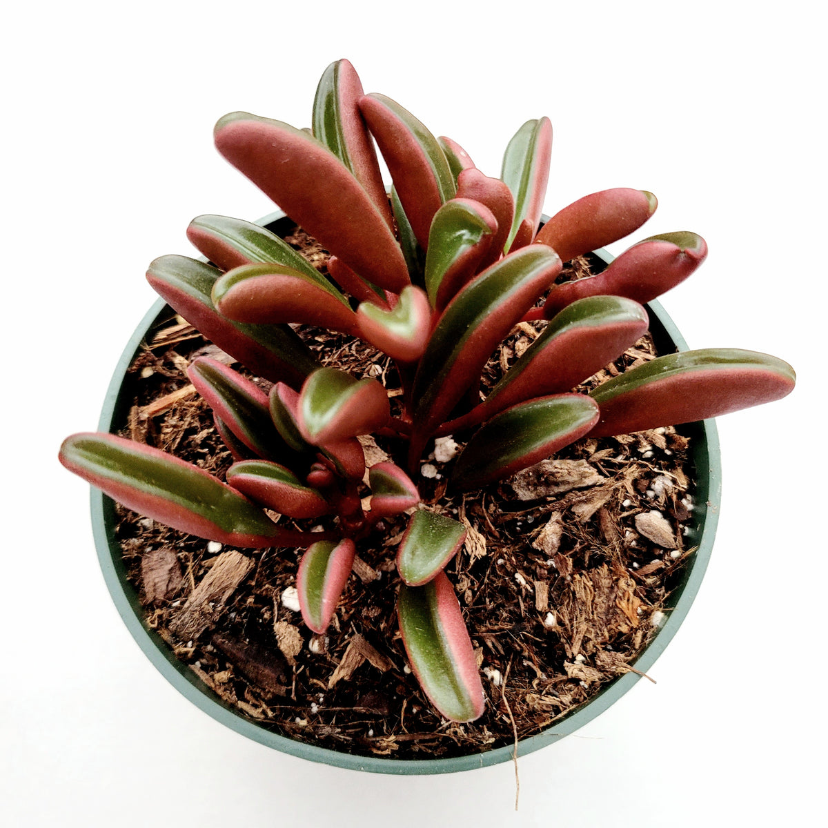 Peperomia graveolens - Ruby Glow succulent in potting mix.