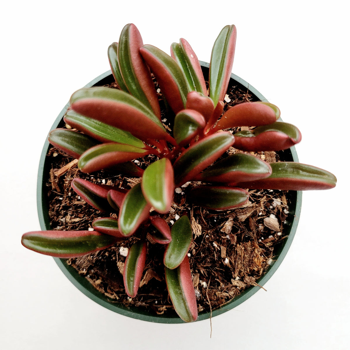 Peperomia graveolens - Ruby Glow in nursery pot.