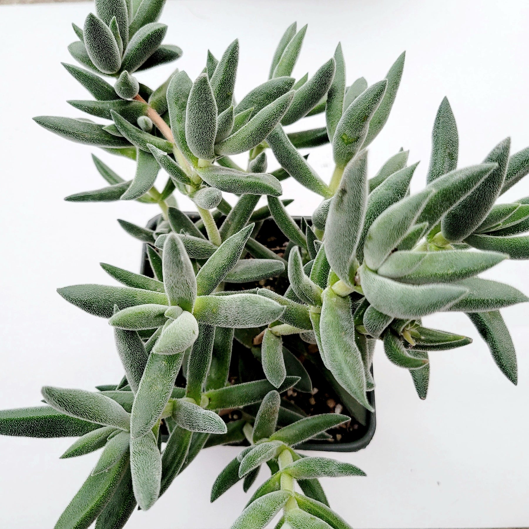 Crassula mesembryanthemoides 'Tenelli'