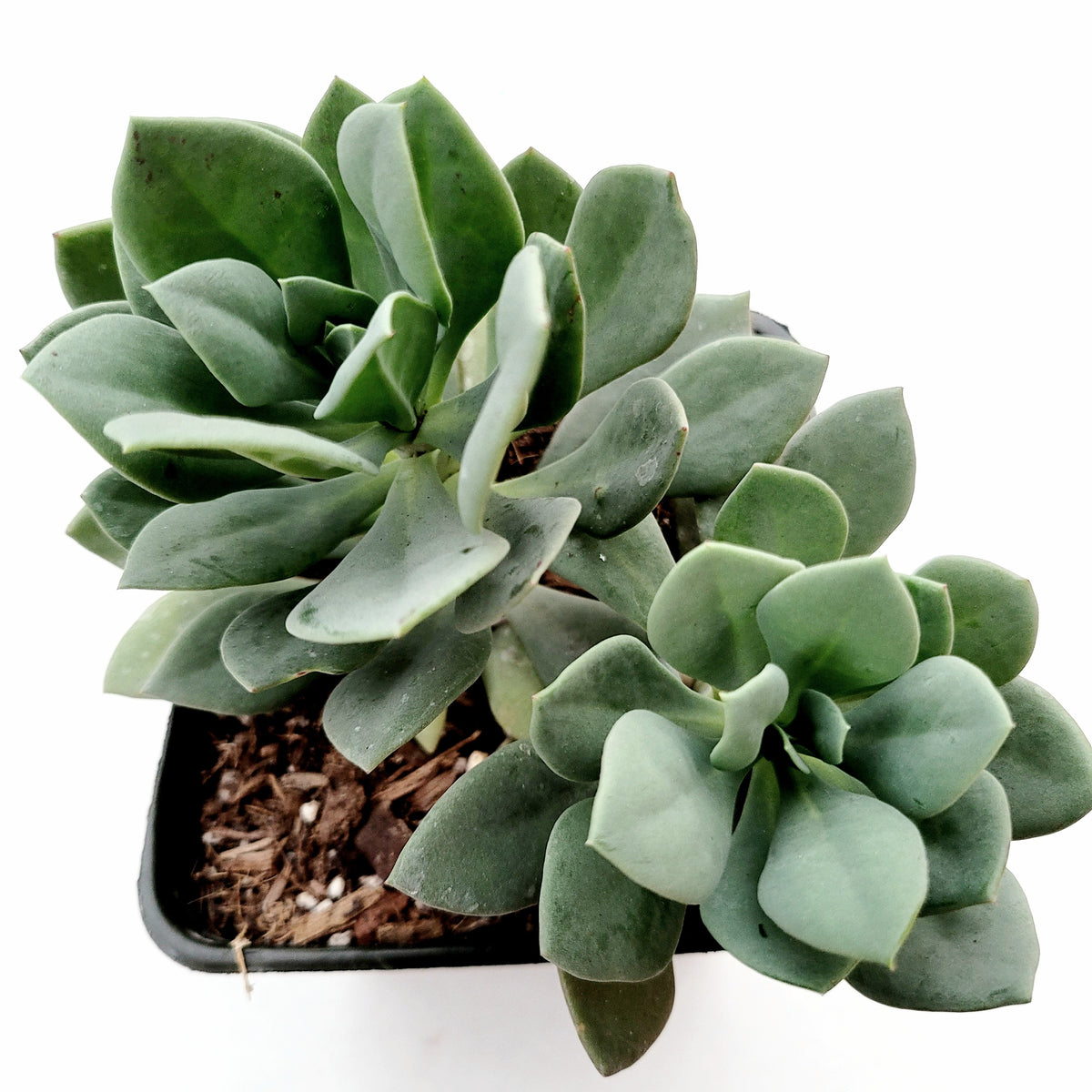Calandrinia Grandiflora: two blue-green rosette succulents.
