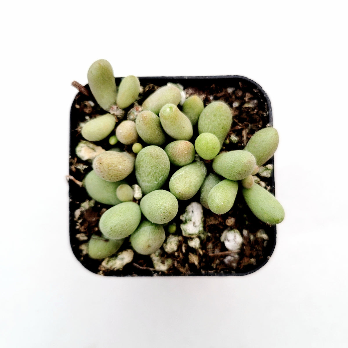 Tylecodon schaeferianus 'Fairy Tale Plant' - Succulents Depot