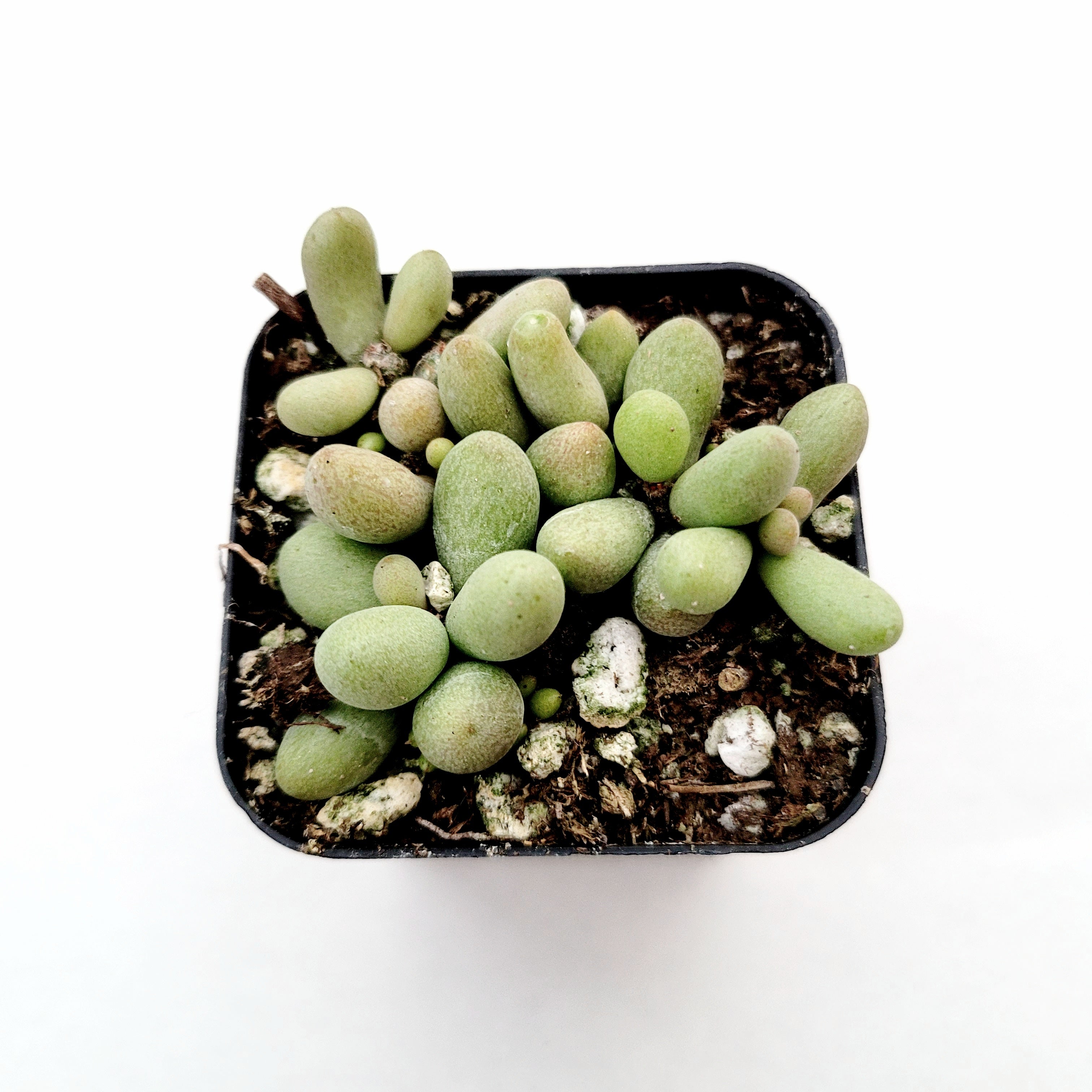 fairy tale plant succulent Tylecodon schaeferianus 'Fairy Tale Plant'