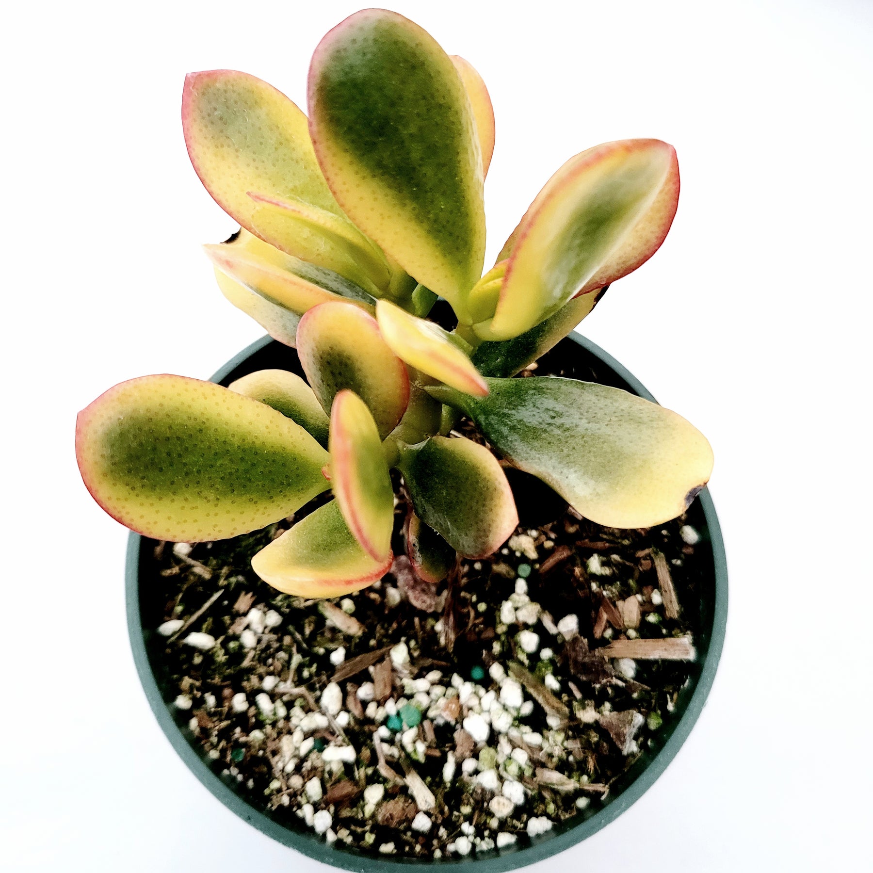 Crassula ovata 'Hummel's Sunset' Golden Jade Variegated