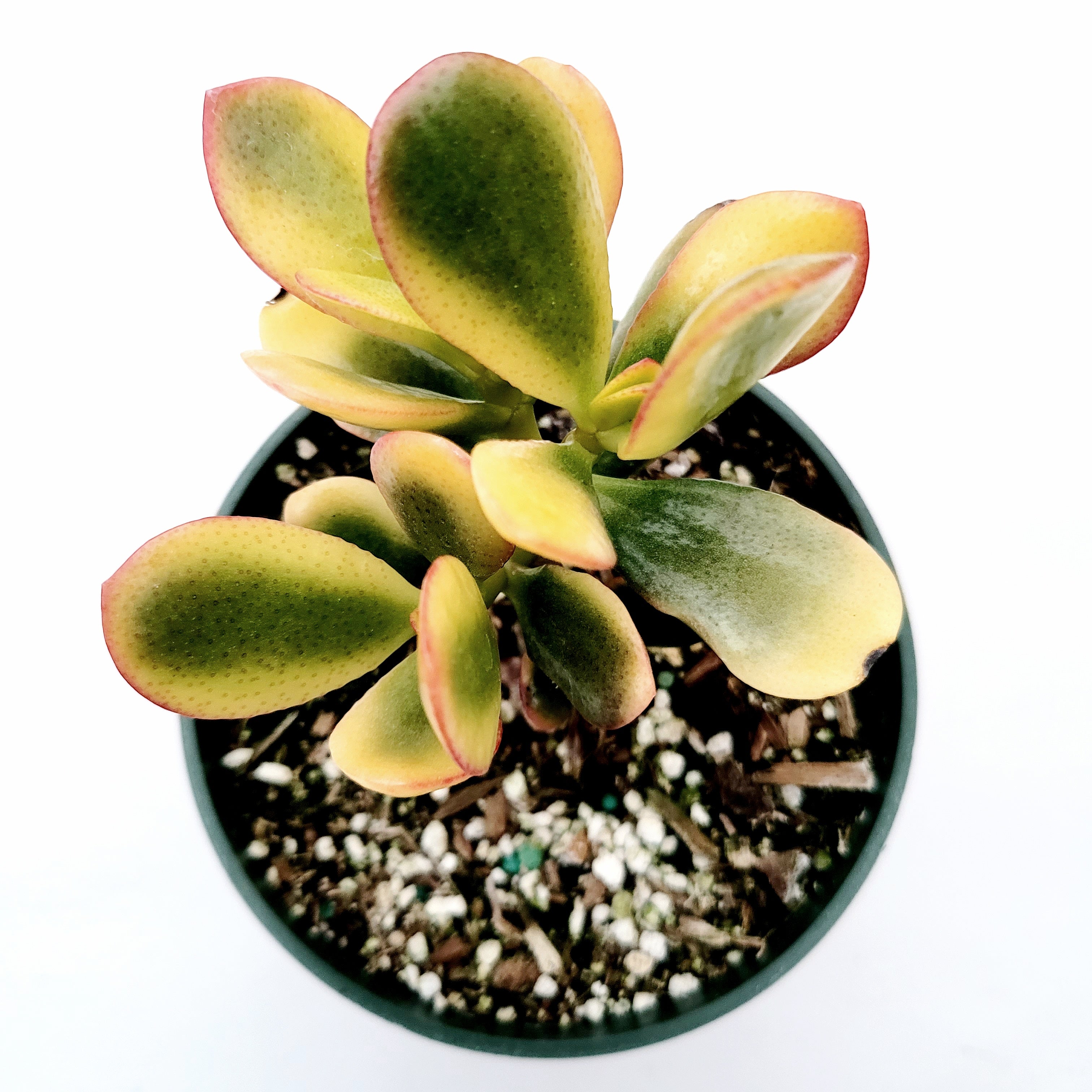 Crassula ovata 'Hummel's Sunset' Golden Jade Variegated 8 Inch