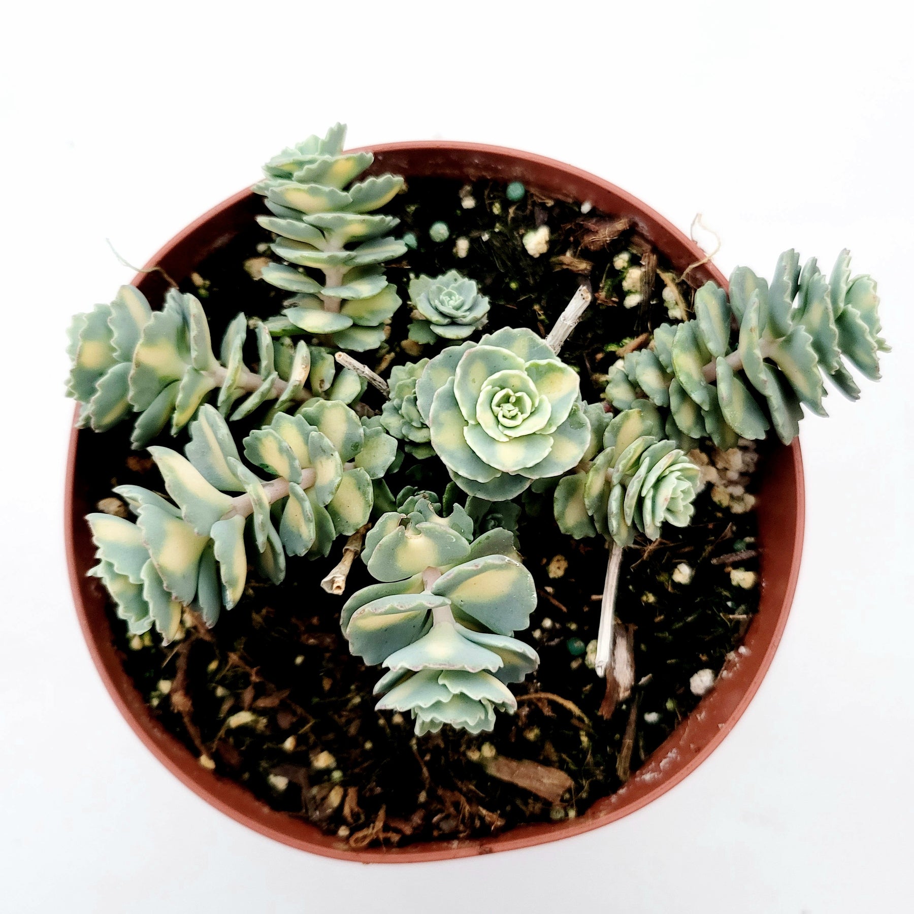 Sedum sieboldii Variegata potted succulent with scalloped rosette leaves.