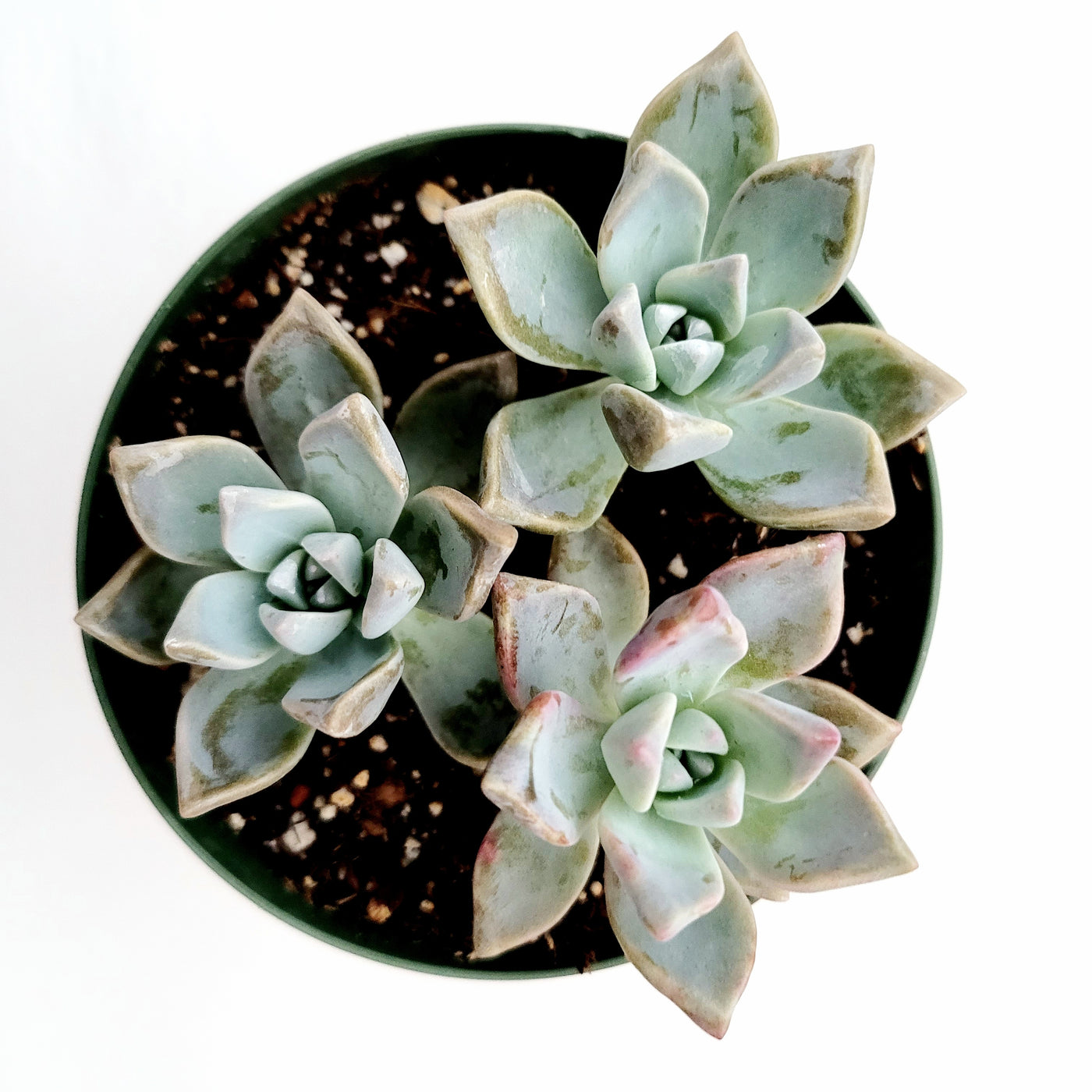 Graptopetalum paraguayense in pot with rosette leaves.