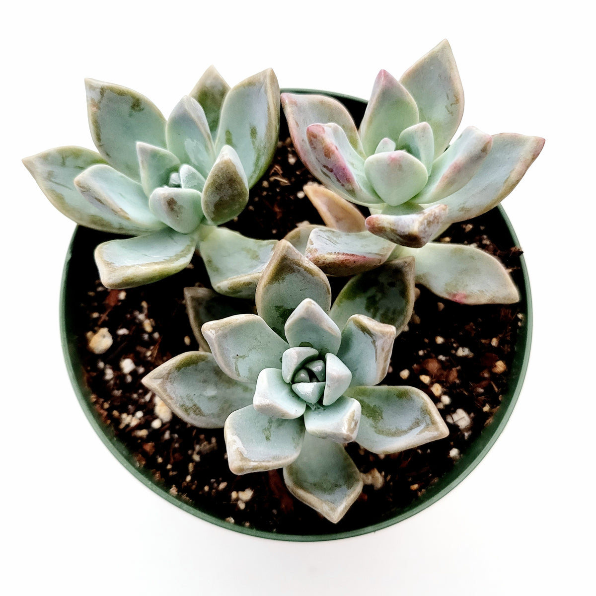 Graptopetalum paraguayense succulents in potting mix.