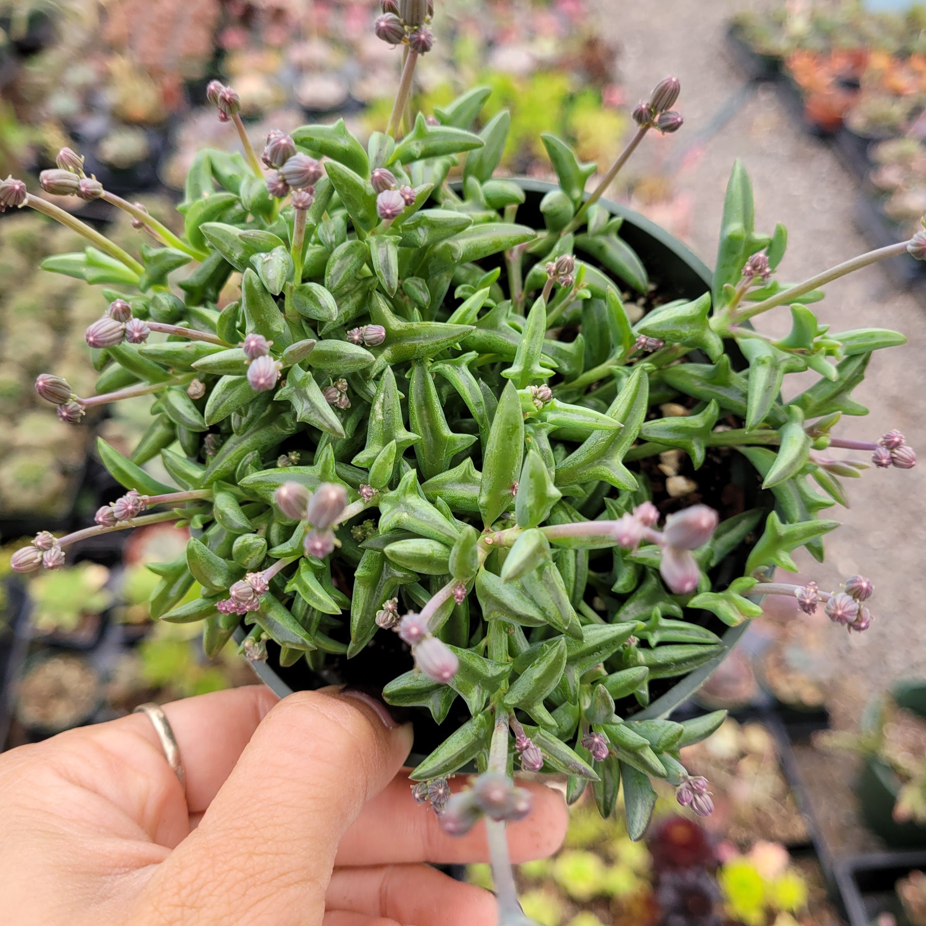 String of Dolphins Senecio peregrinus - Succulents Depot