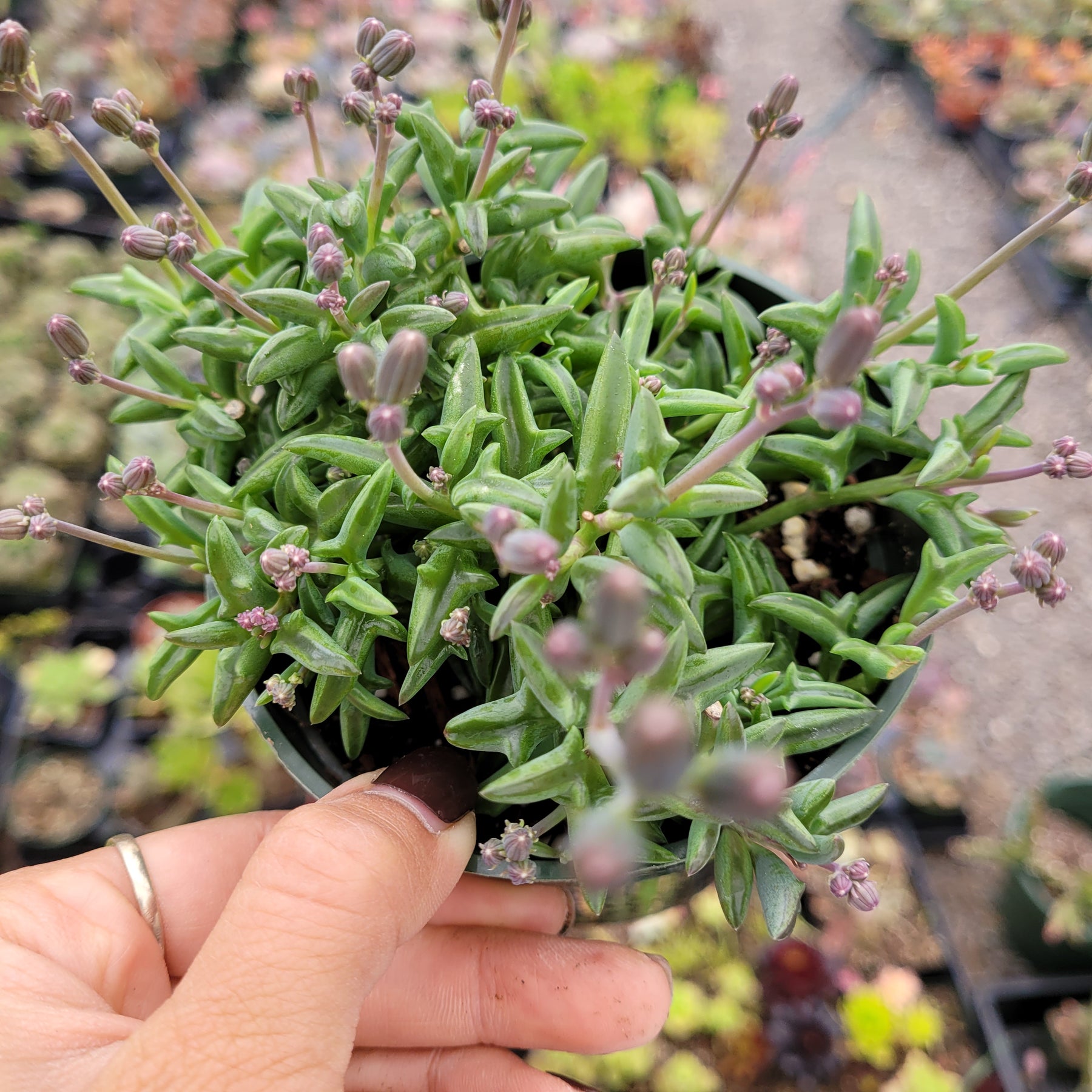 String of Dolphins Senecio peregrinus - Succulents Depot