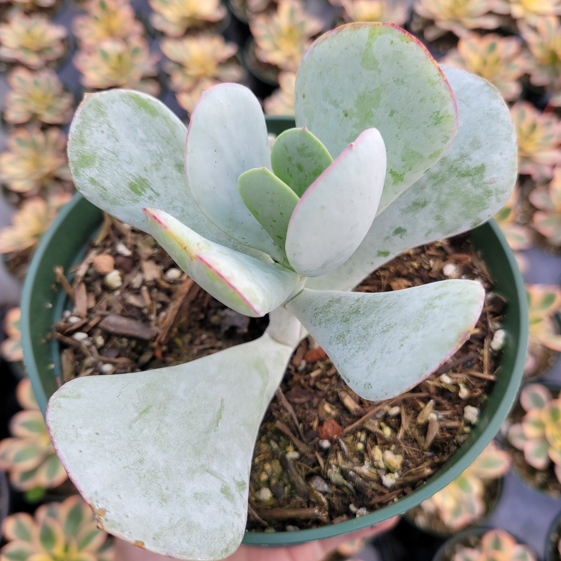 Cotyledon orbiculata - Pig's Ear