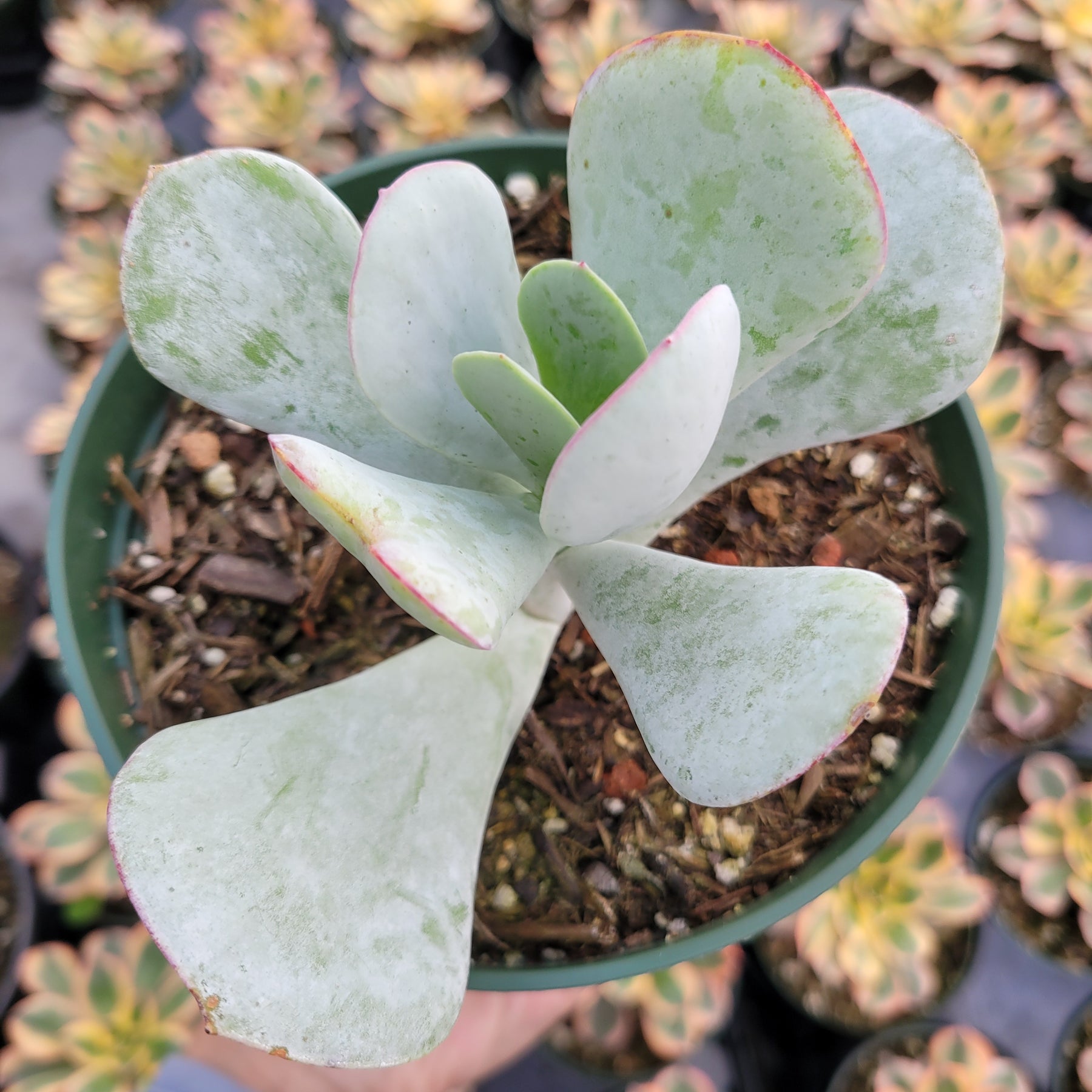 Cotyledon orbiculata - Pig's Ear