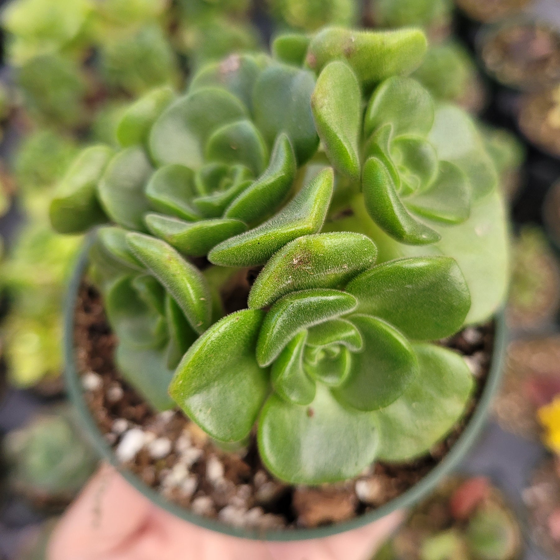 Aeonium 'Lily Pad' Rosette - Succulents Depot