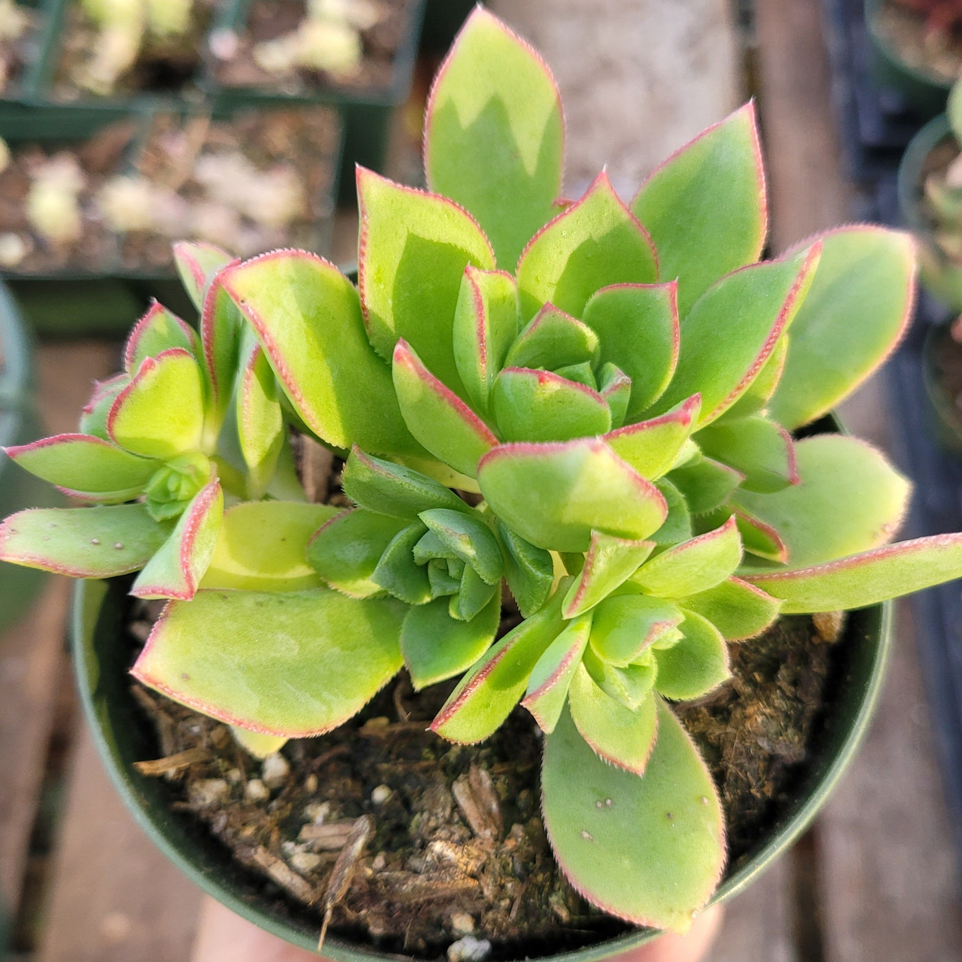 Aeonium haworthii 'Pinwheel Aeonium' with green leaves, red-tinted edges.