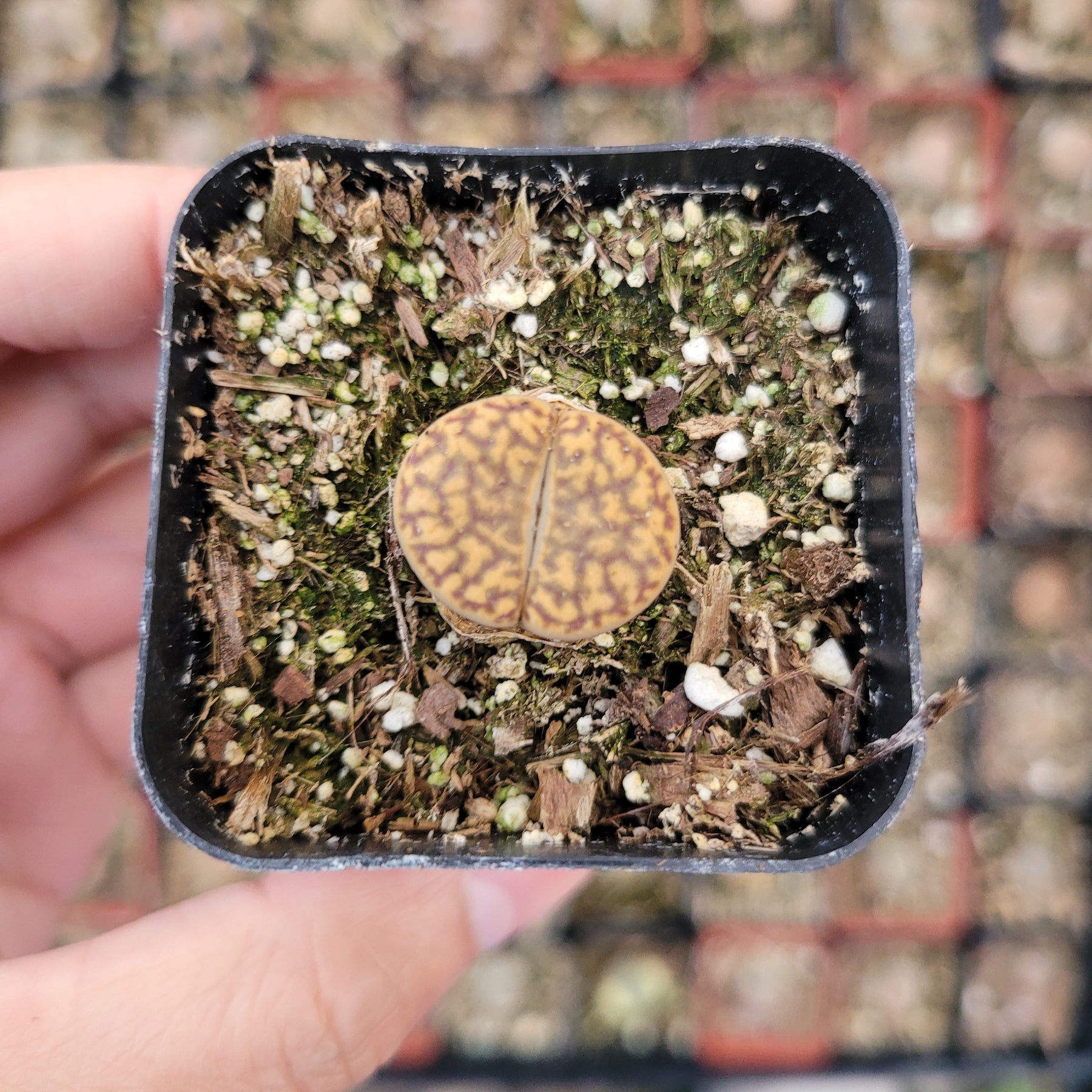 Lithops 'Living Stones' - Succulents Depot