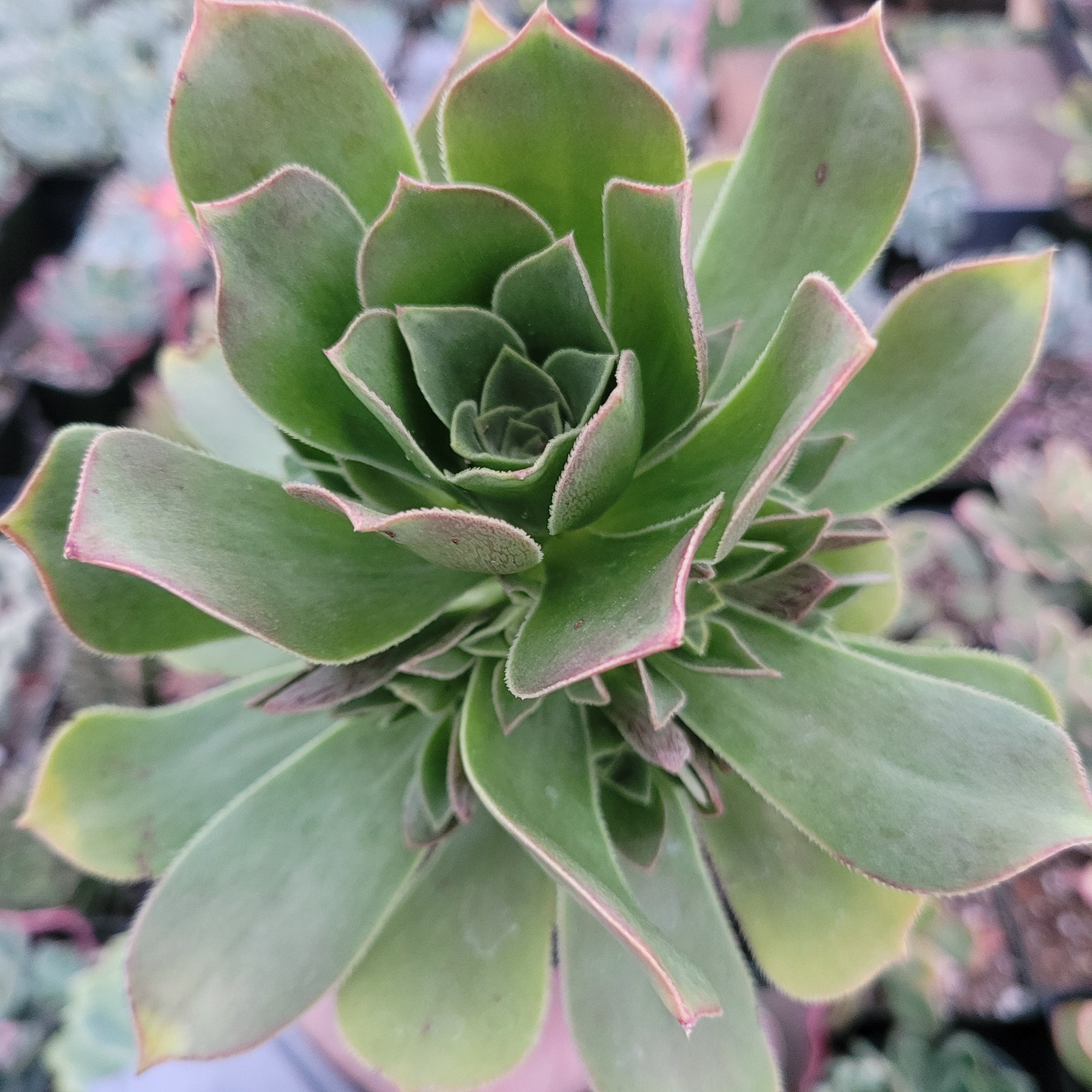 Aeonium Arboreum cv. - Succulents Depot