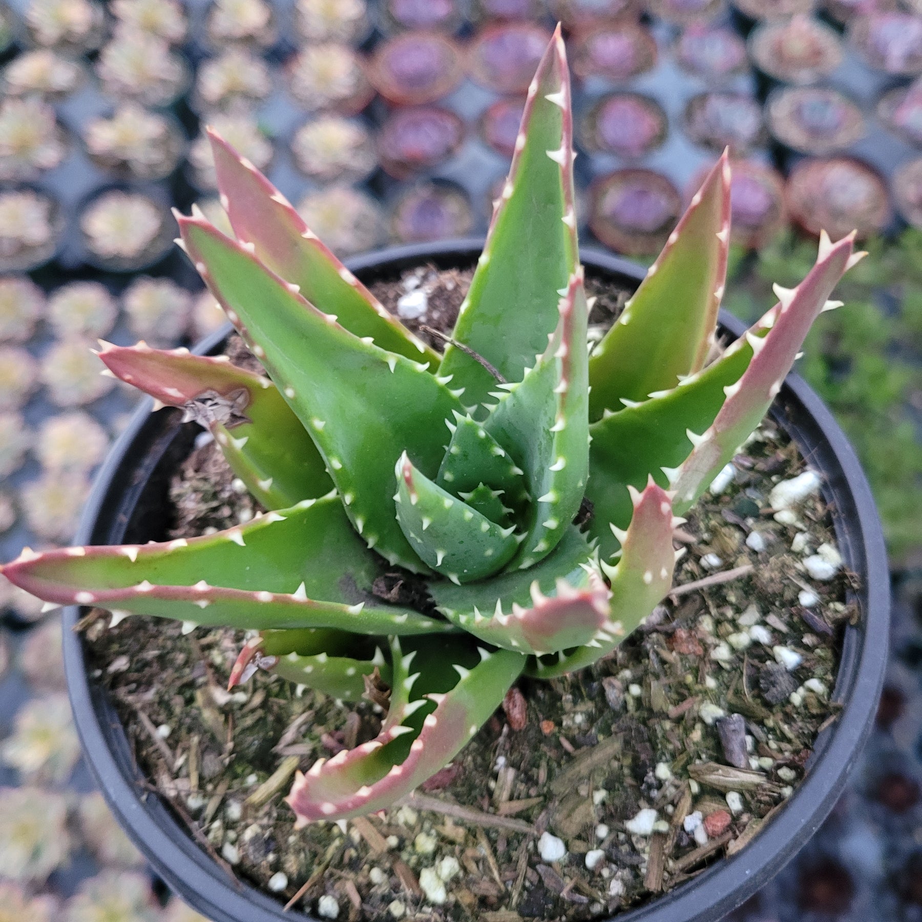 Aloe perfoliata - Mitre Aloe, Rubble Aloe