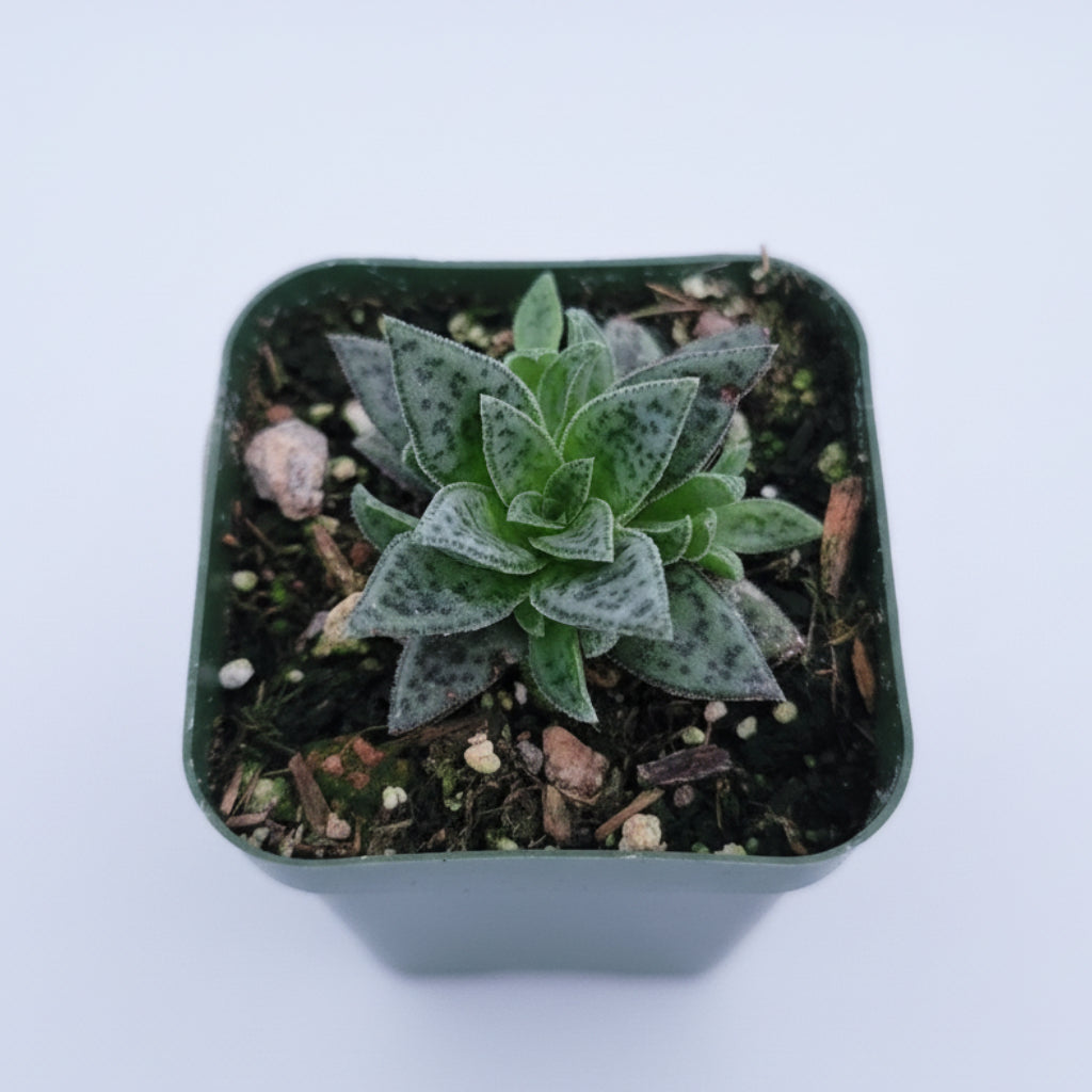 Crassula exilis 'Tiger Jade' succulent in a small pot.